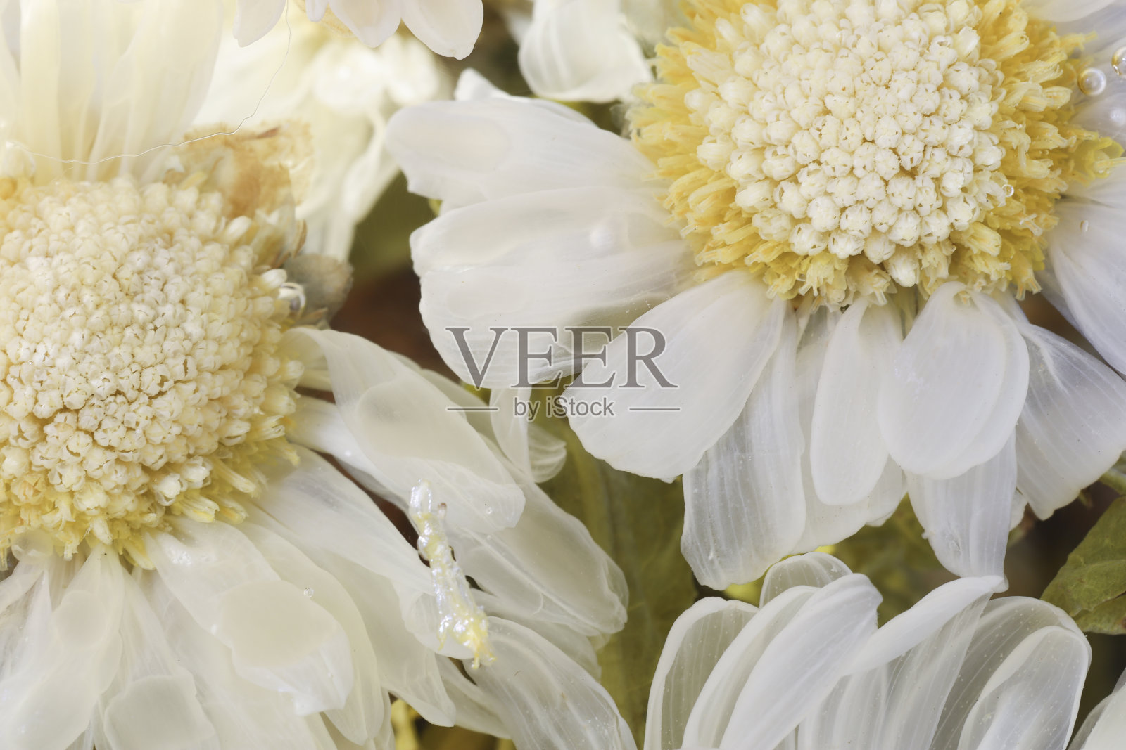 玻璃水饮用浸泡干菊花，中药，草药，叶，根为健康的目的。照片摄影图片