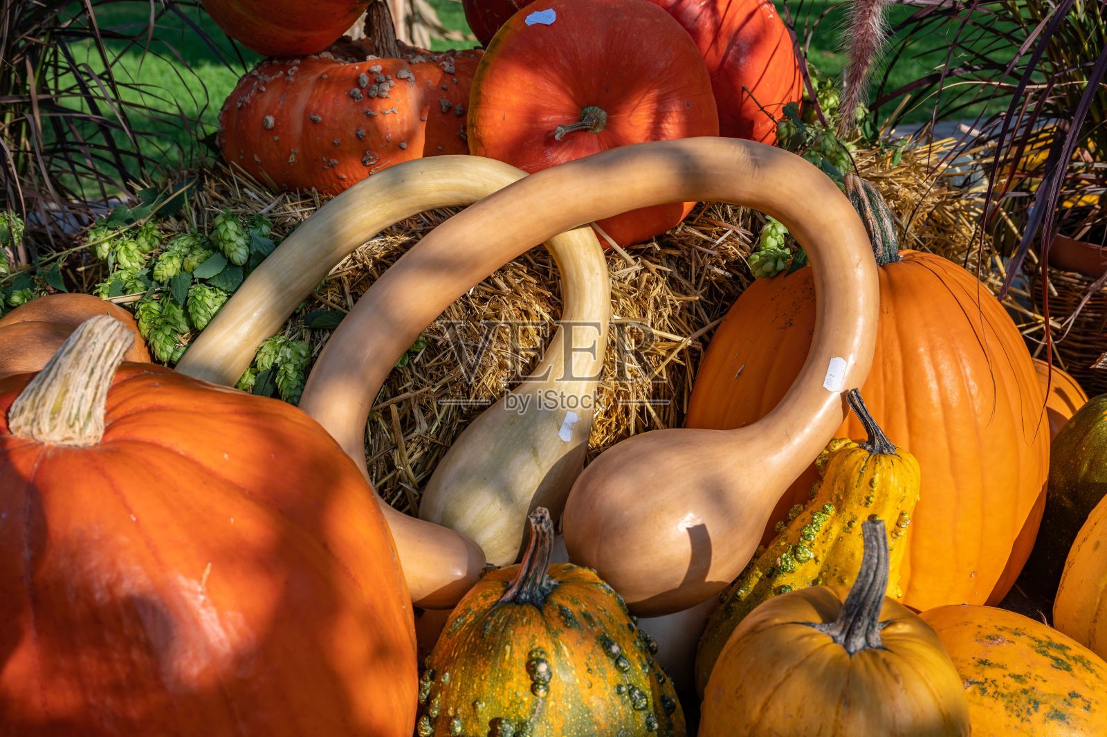 阳光下一堆黄色的南瓜照片摄影图片