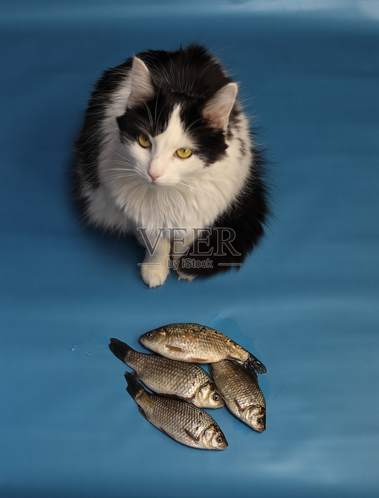 猫和鱼照片摄影图片