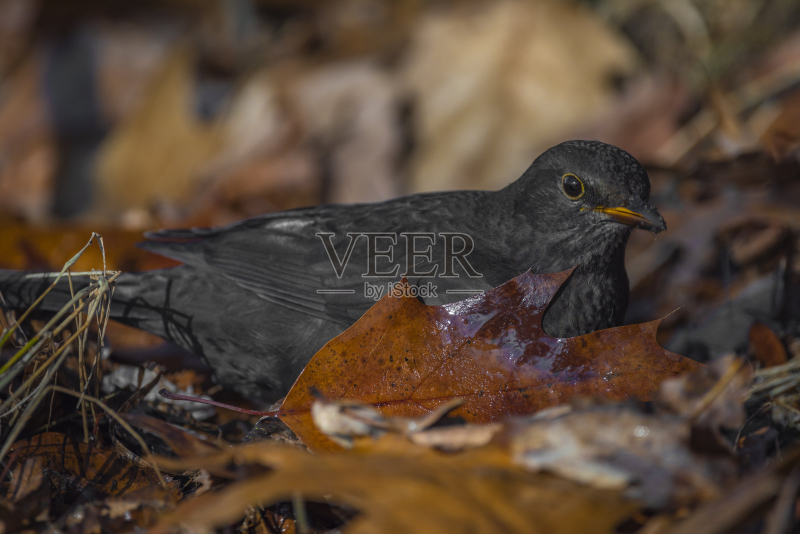 黑鸟与干燥的秋叶在冬天寒冷的晴天照片摄影图片