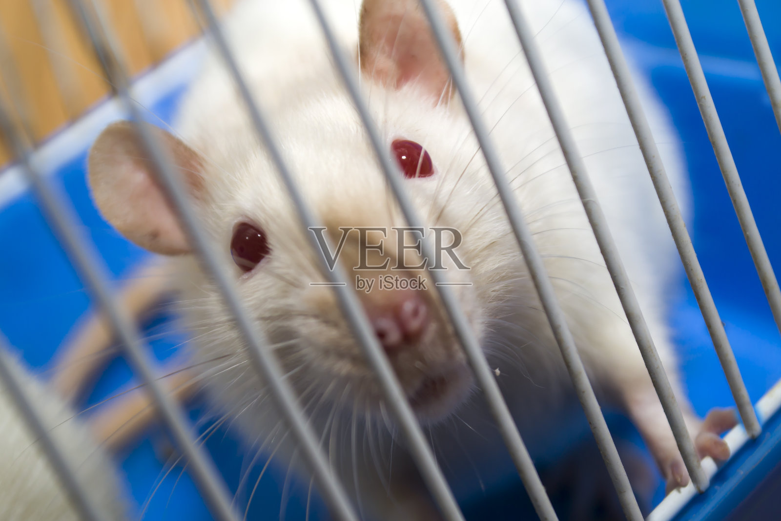 笼子上的白色家鼠肖像照片摄影图片