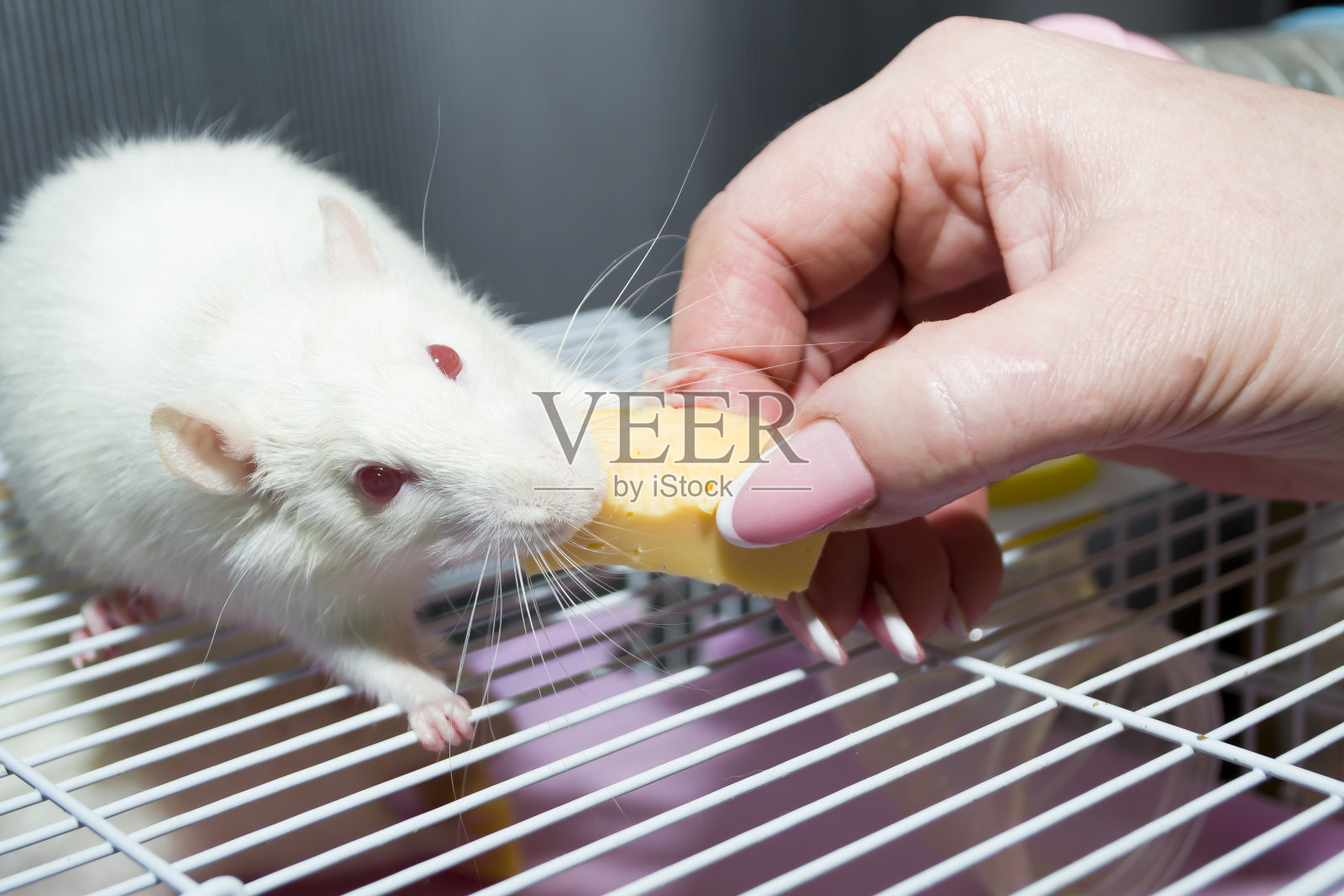 一只白家鼠正在吃他手里的一块奶酪。照片摄影图片