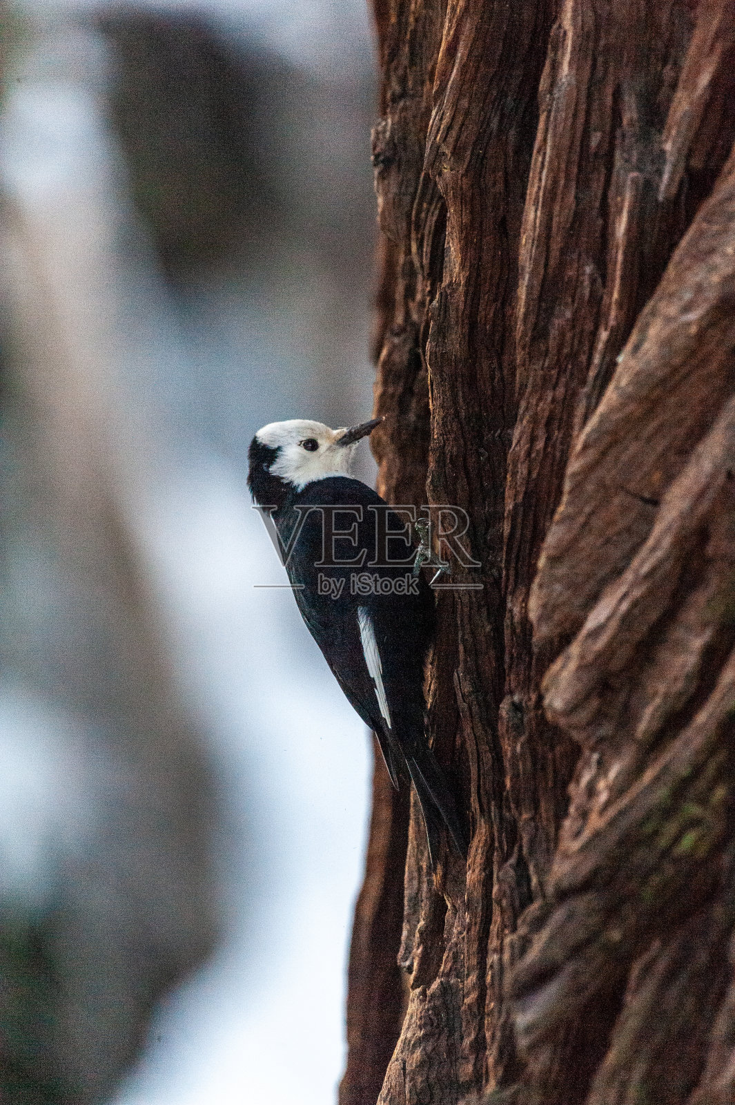 树上的白头啄木鸟照片摄影图片