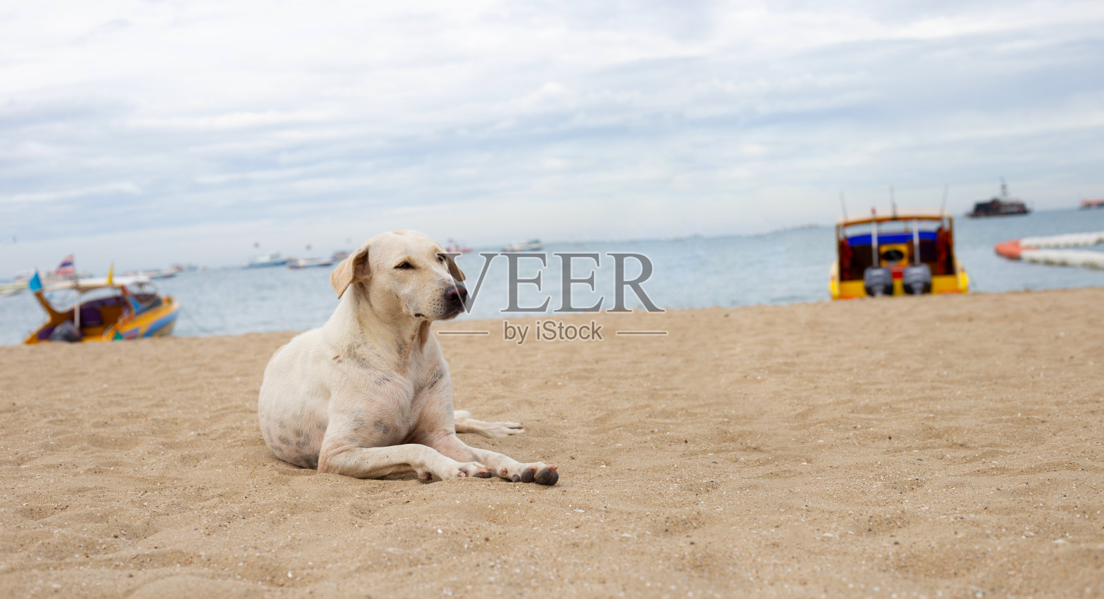 一只狗在海滩上放松。夏天的概念照片摄影图片