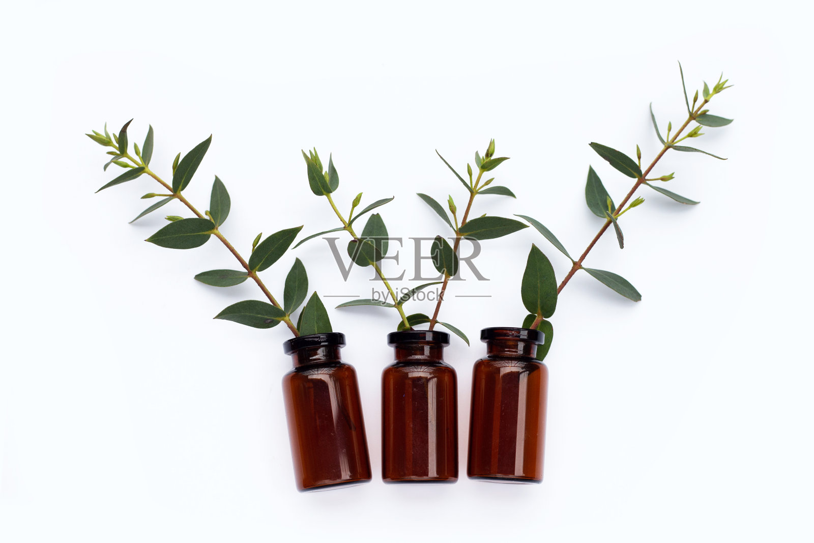 绿色的桉树叶子，白色的瓶子照片摄影图片