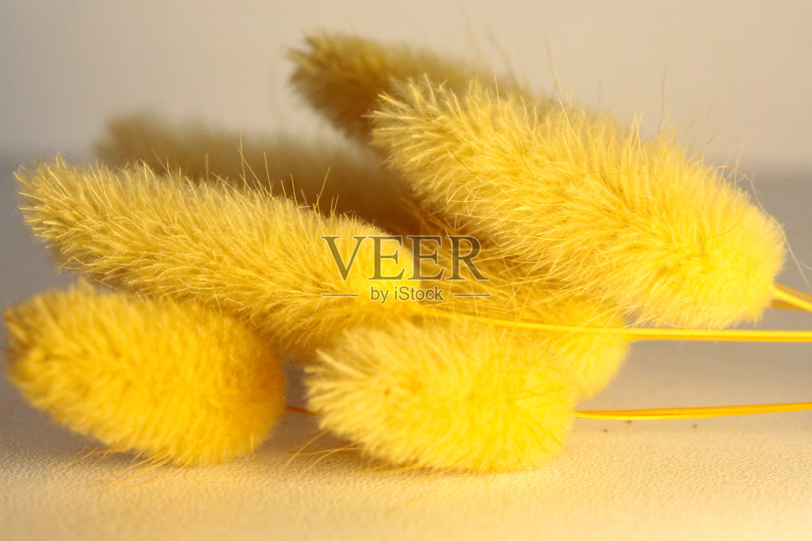 野兔的尾巴花束——躺下照片摄影图片