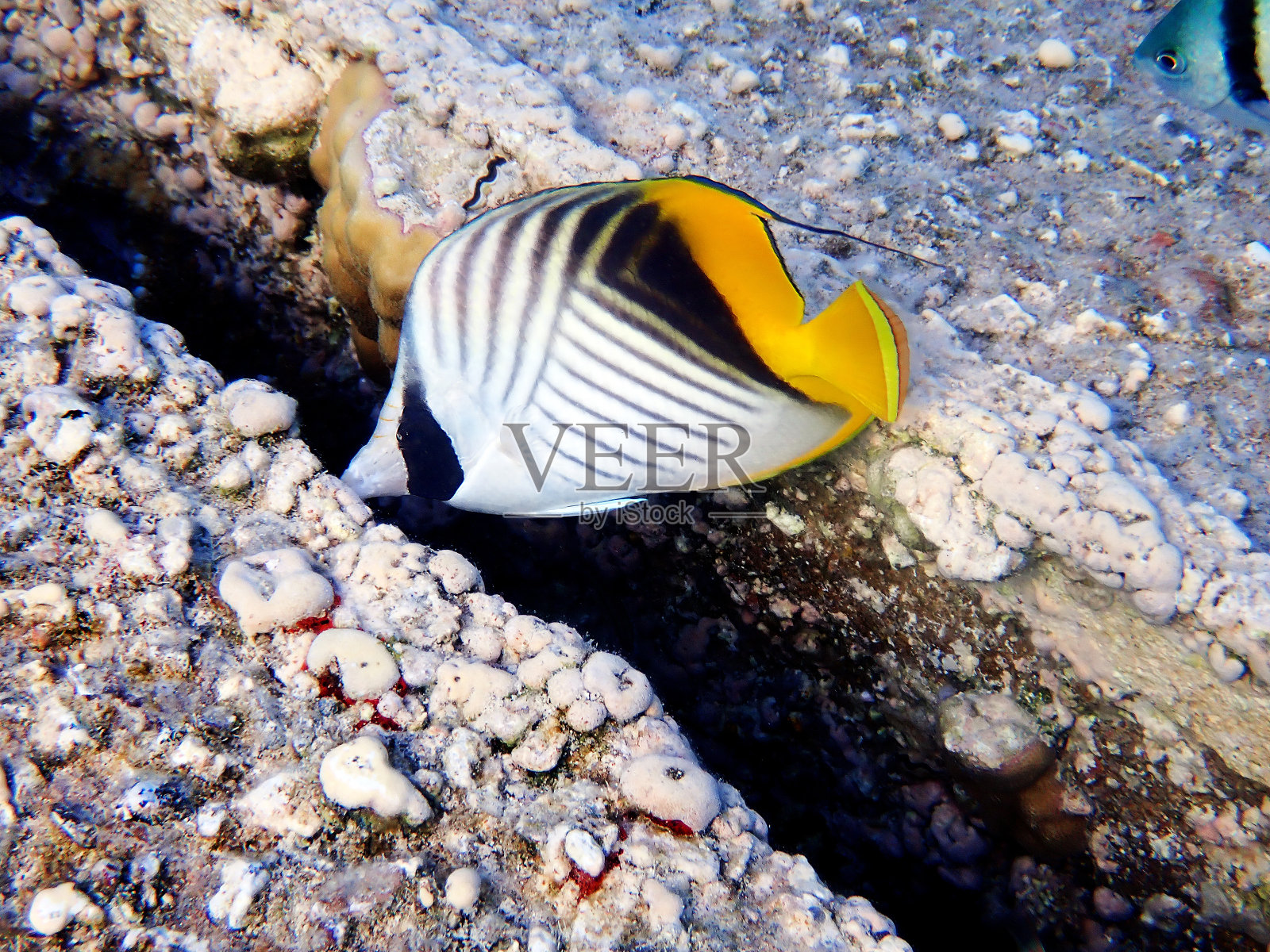 线纹蝴蝶鱼照片摄影图片
