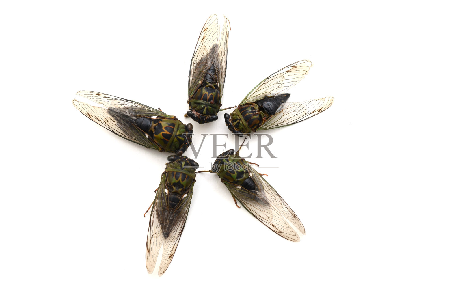 野生绿蝉照片摄影图片