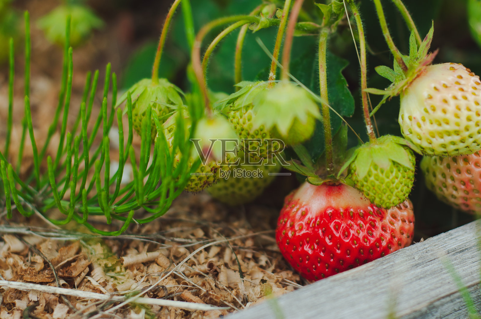 绿色未成熟的草莓中有一颗红草莓照片摄影图片