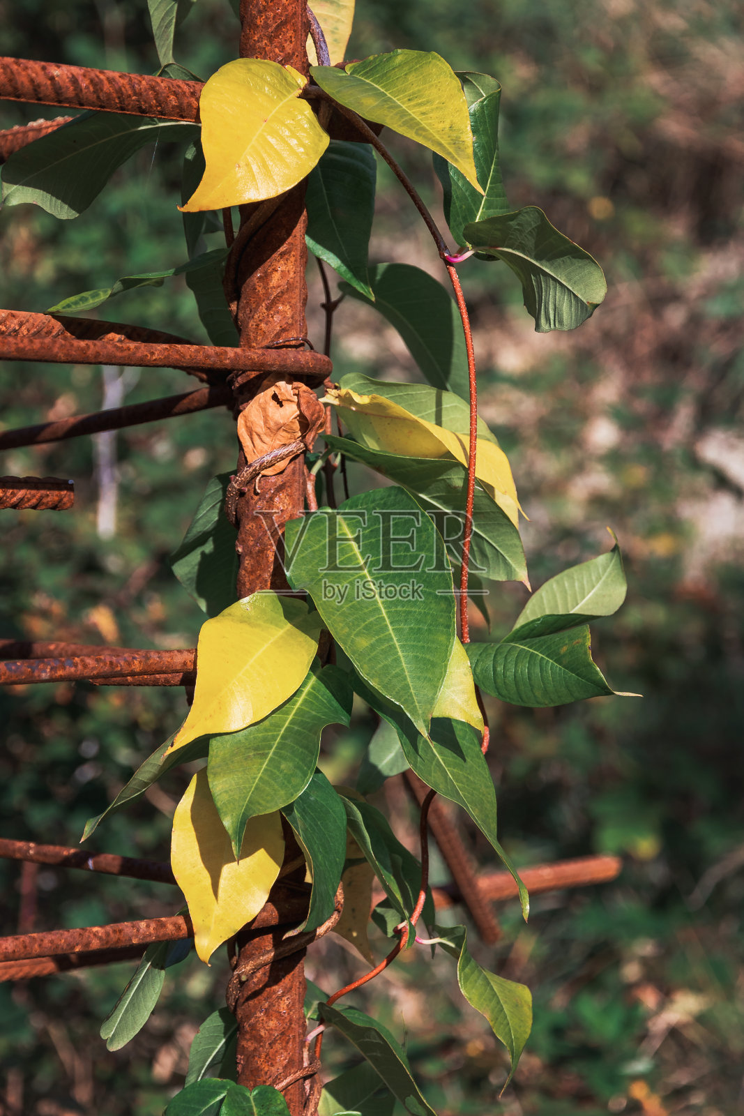 厂房沿着钢筋蜿蜒而行。照片摄影图片