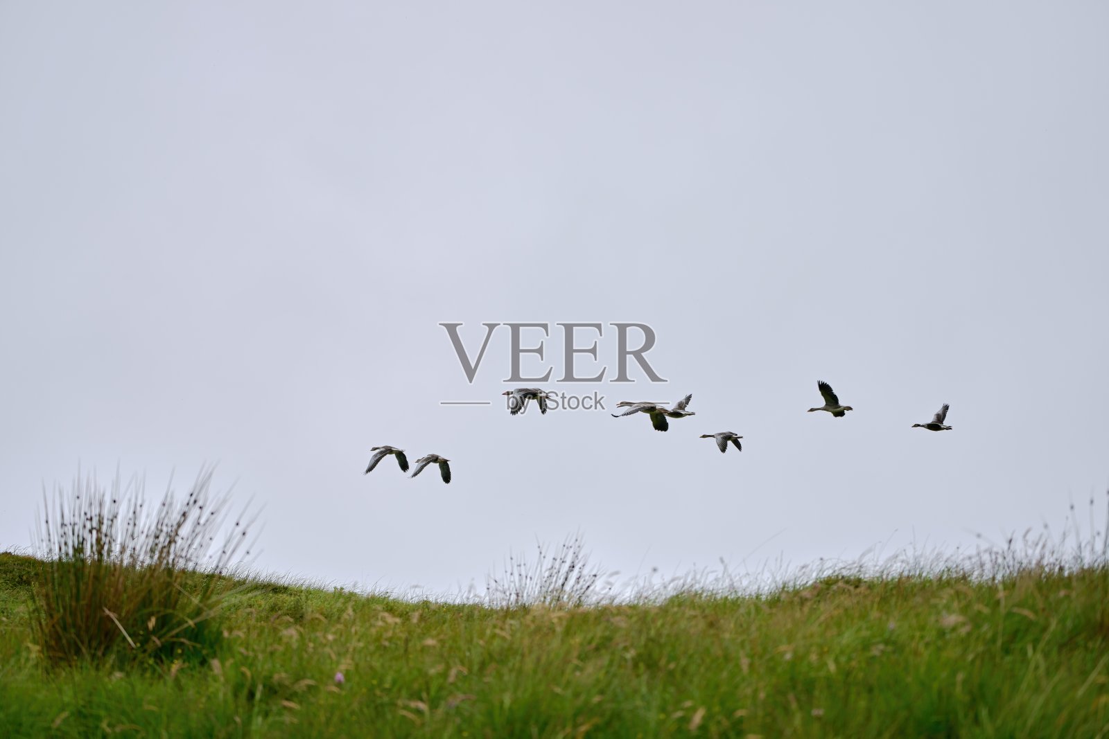 灰雁在灰色的天空下飞翔照片摄影图片