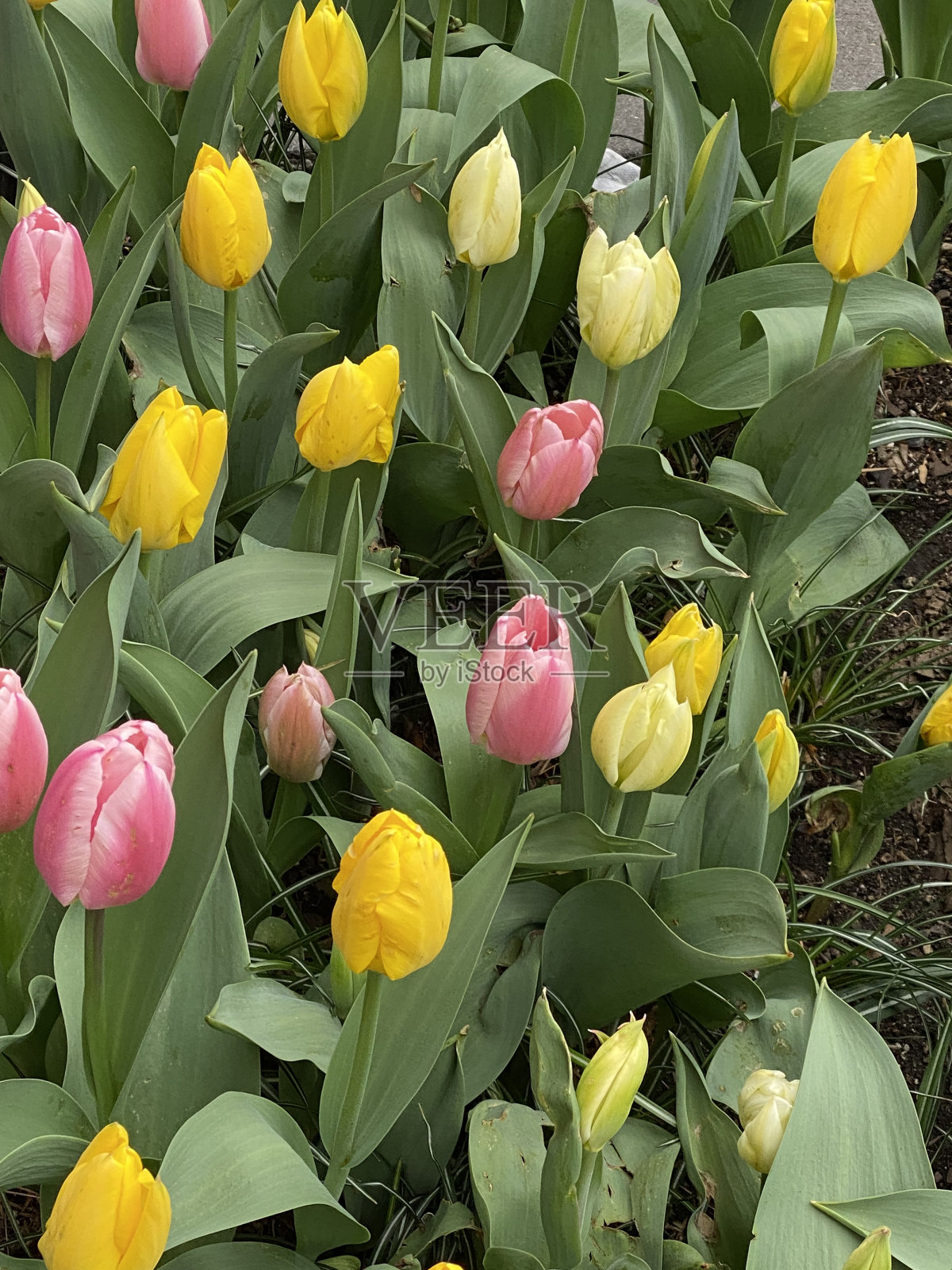 花在纽约照片摄影图片