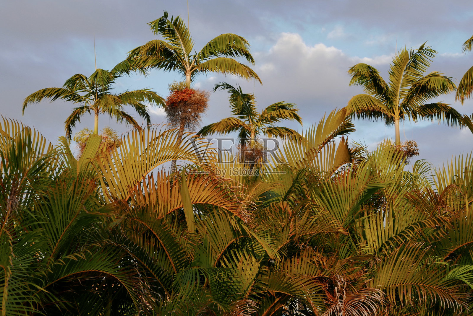 岛上的风景照片摄影图片