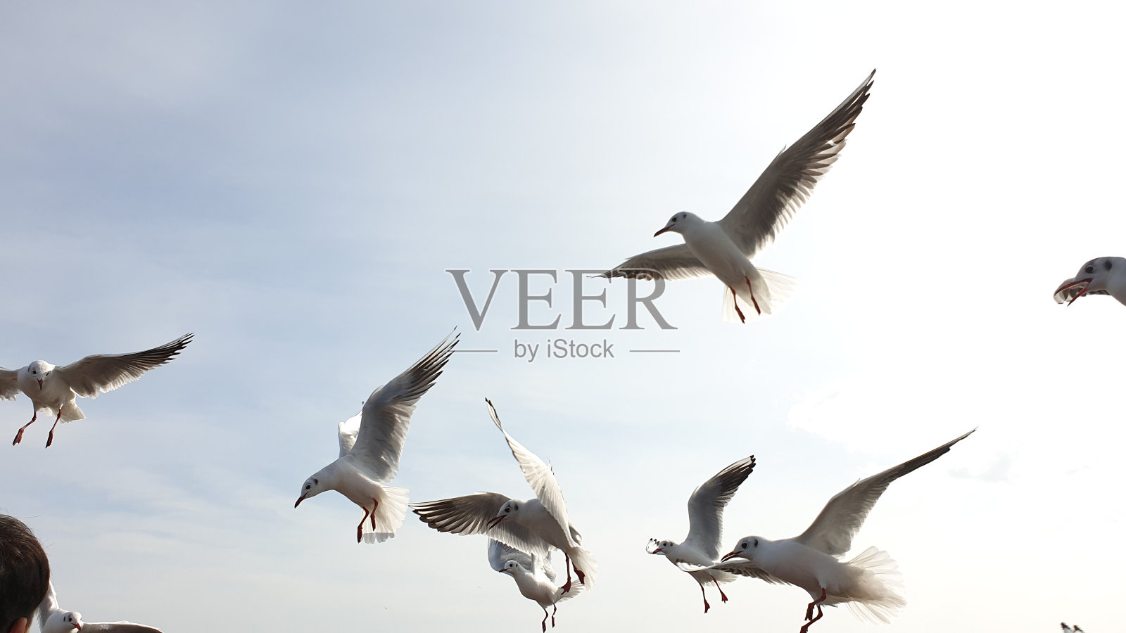 在天空飞翔的海鸥照片摄影图片