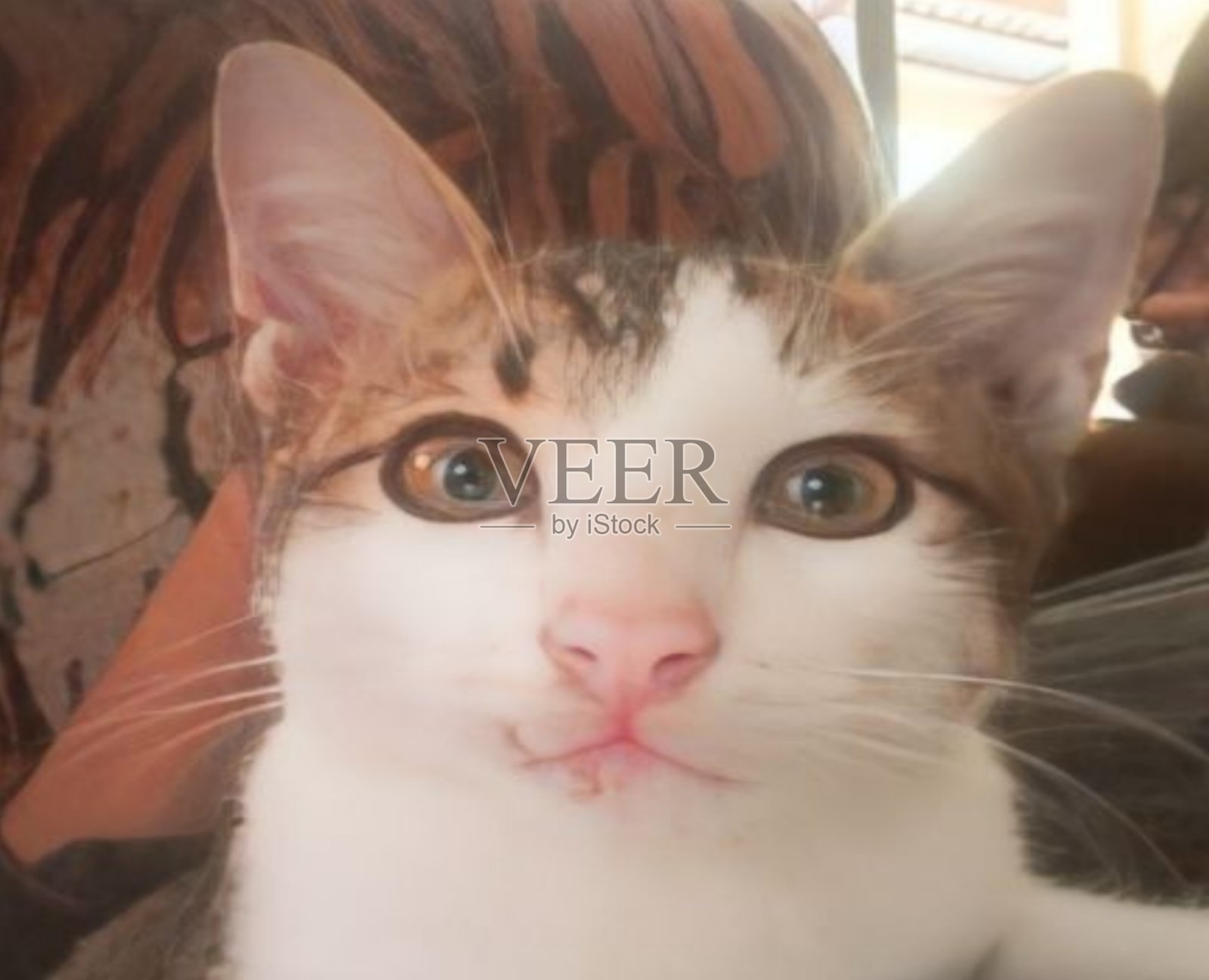 猫的照片照片摄影图片