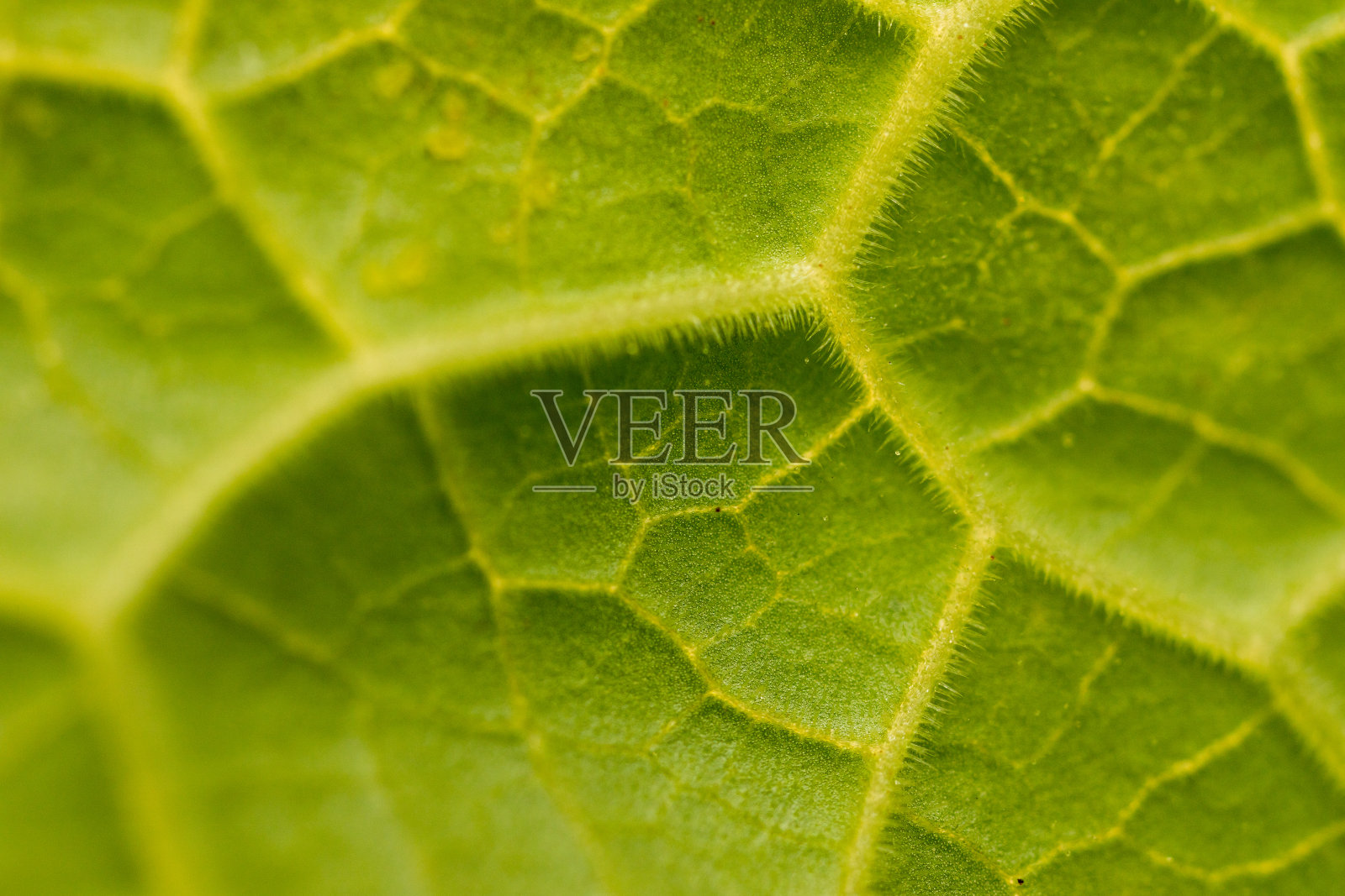 在实验室中研究植物结构的植物。照片摄影图片