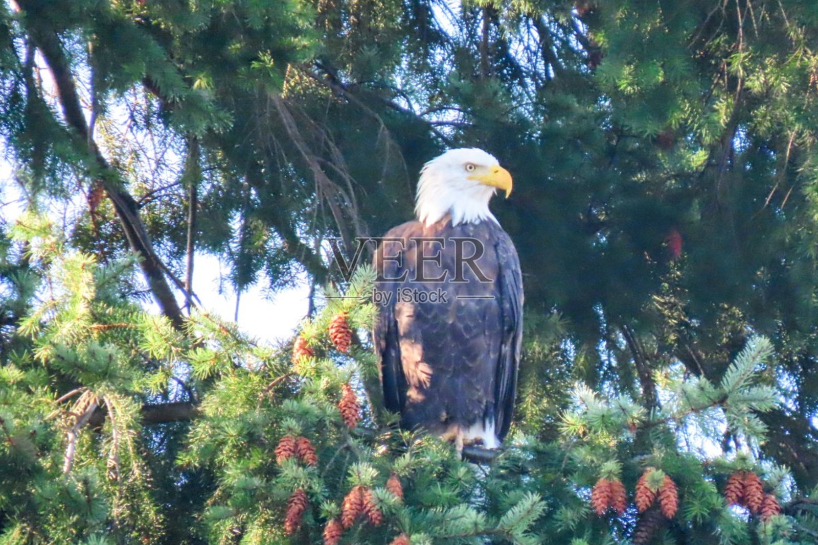 “早晨的鹰。”照片摄影图片
