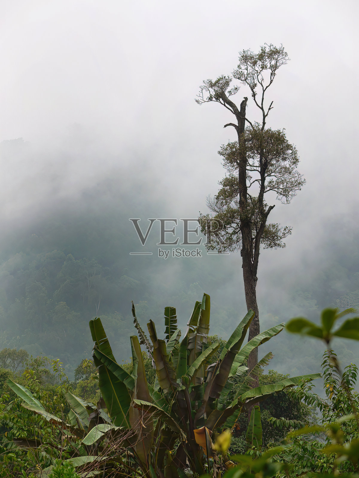 雾天里神秘的雨林绿树。戏剧性和神奇的大气景观，灰色的雾背景照片摄影图片