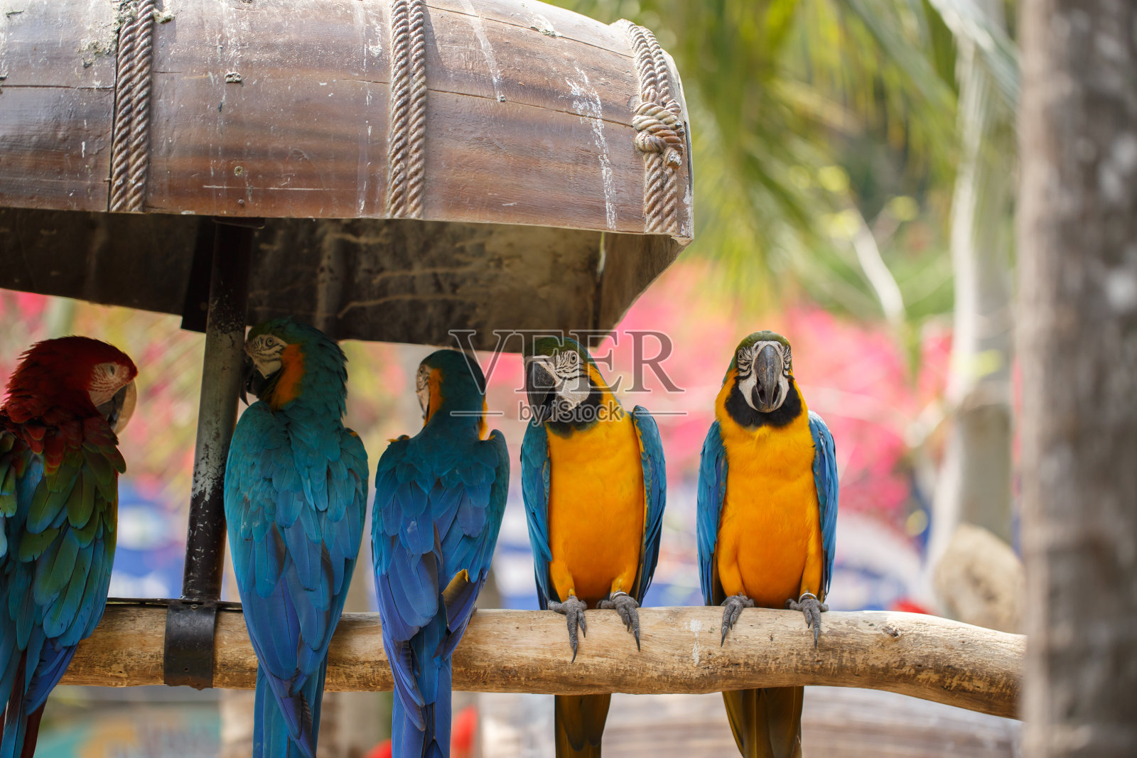 在动物园里，一群五颜六色的鹦鹉栖息在树枝上。照片摄影图片