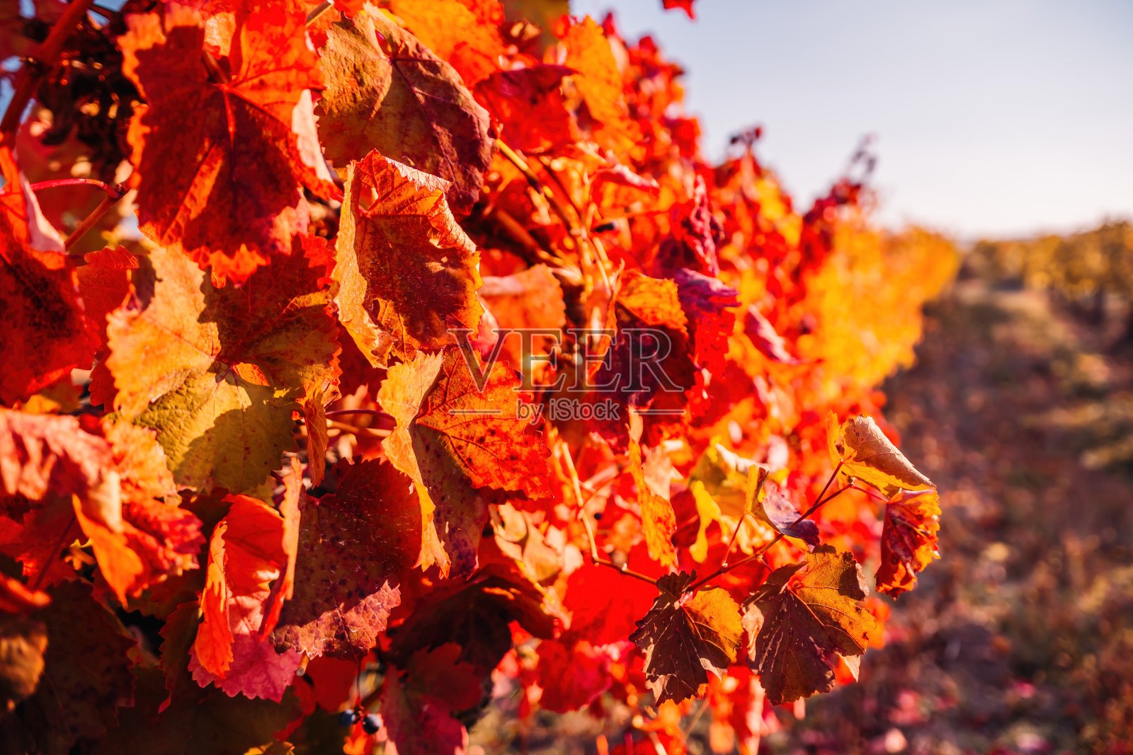 明亮的秋天红橙黄葡萄叶在葡萄园在温暖的夕阳阳光。一串串美丽的成熟葡萄。酿酒和有机水果种植。关闭了。有选择性的重点照片摄影图片