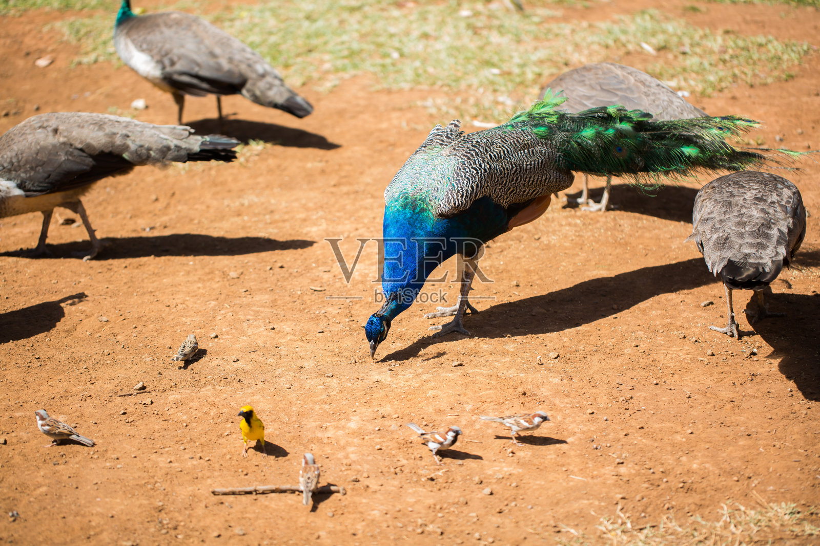 草地上的孔雀照片摄影图片