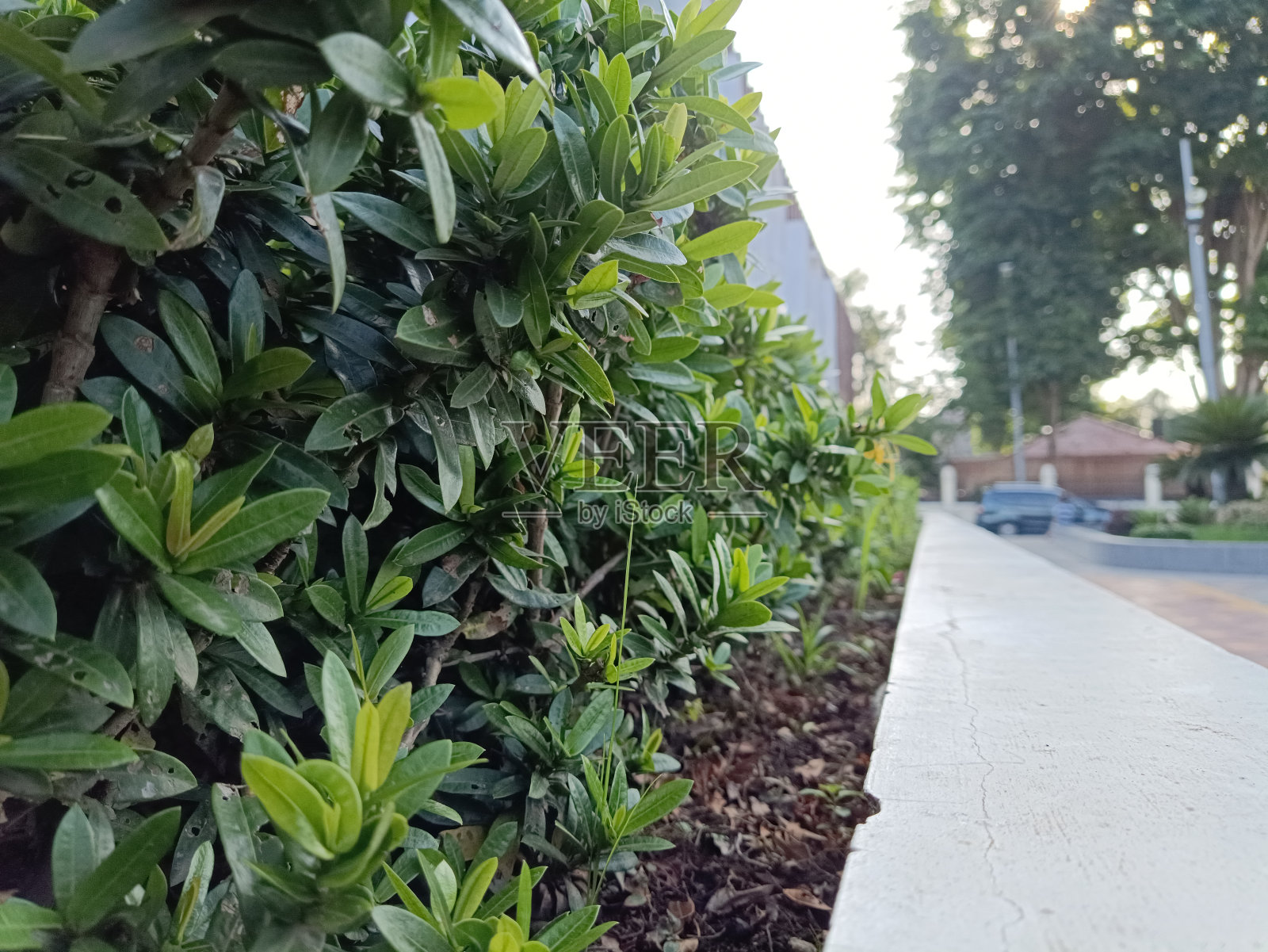 桑克林花园的植物照片摄影图片