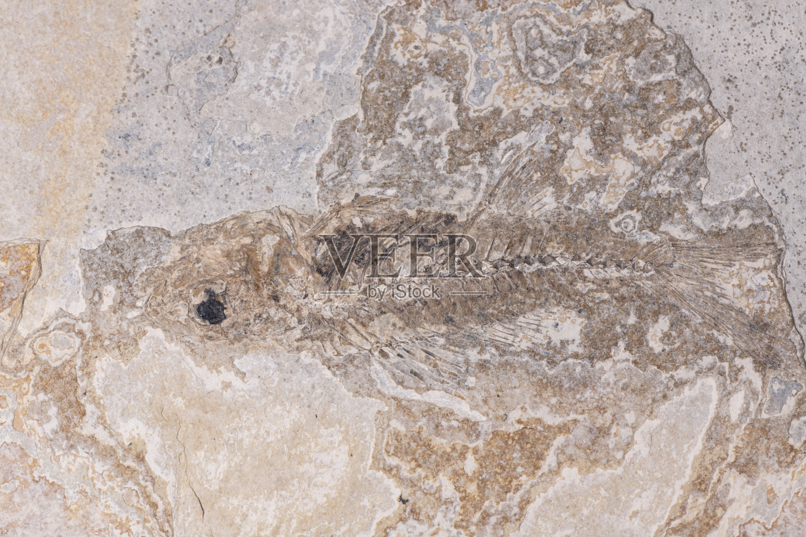 鱼化石照片摄影图片