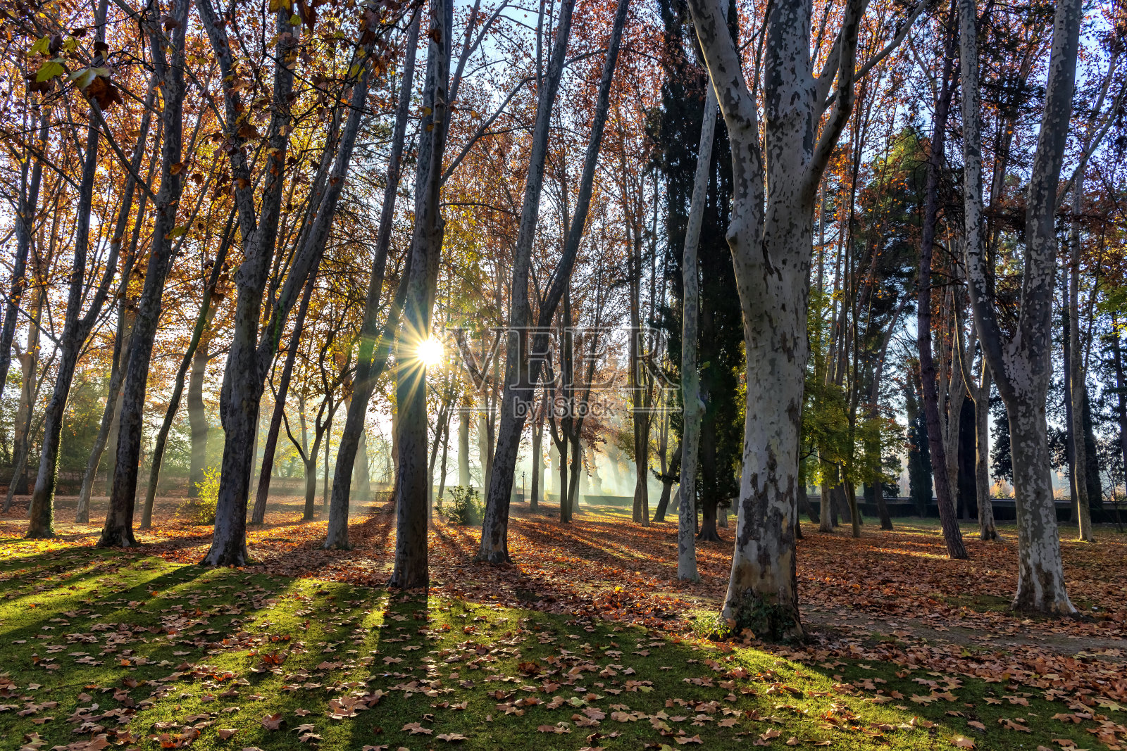 雾中的太阳照片摄影图片