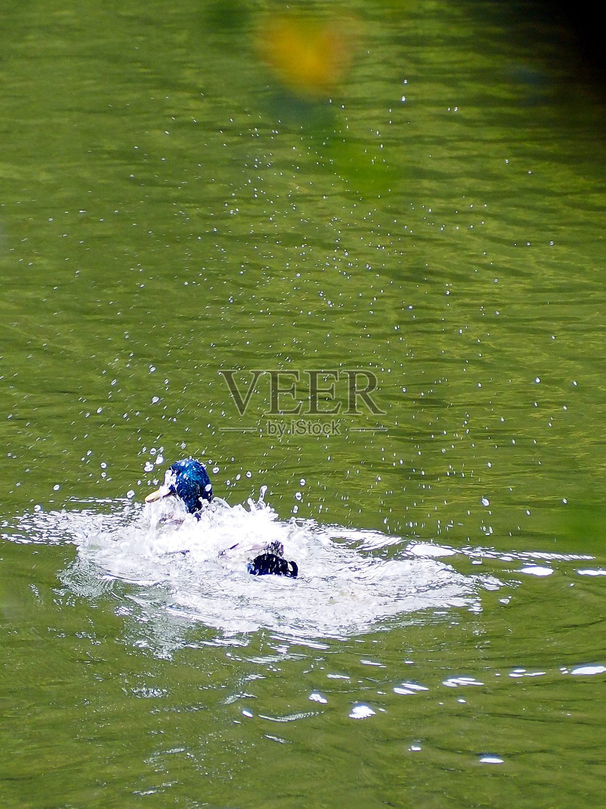 鸭子使水滴云照片摄影图片