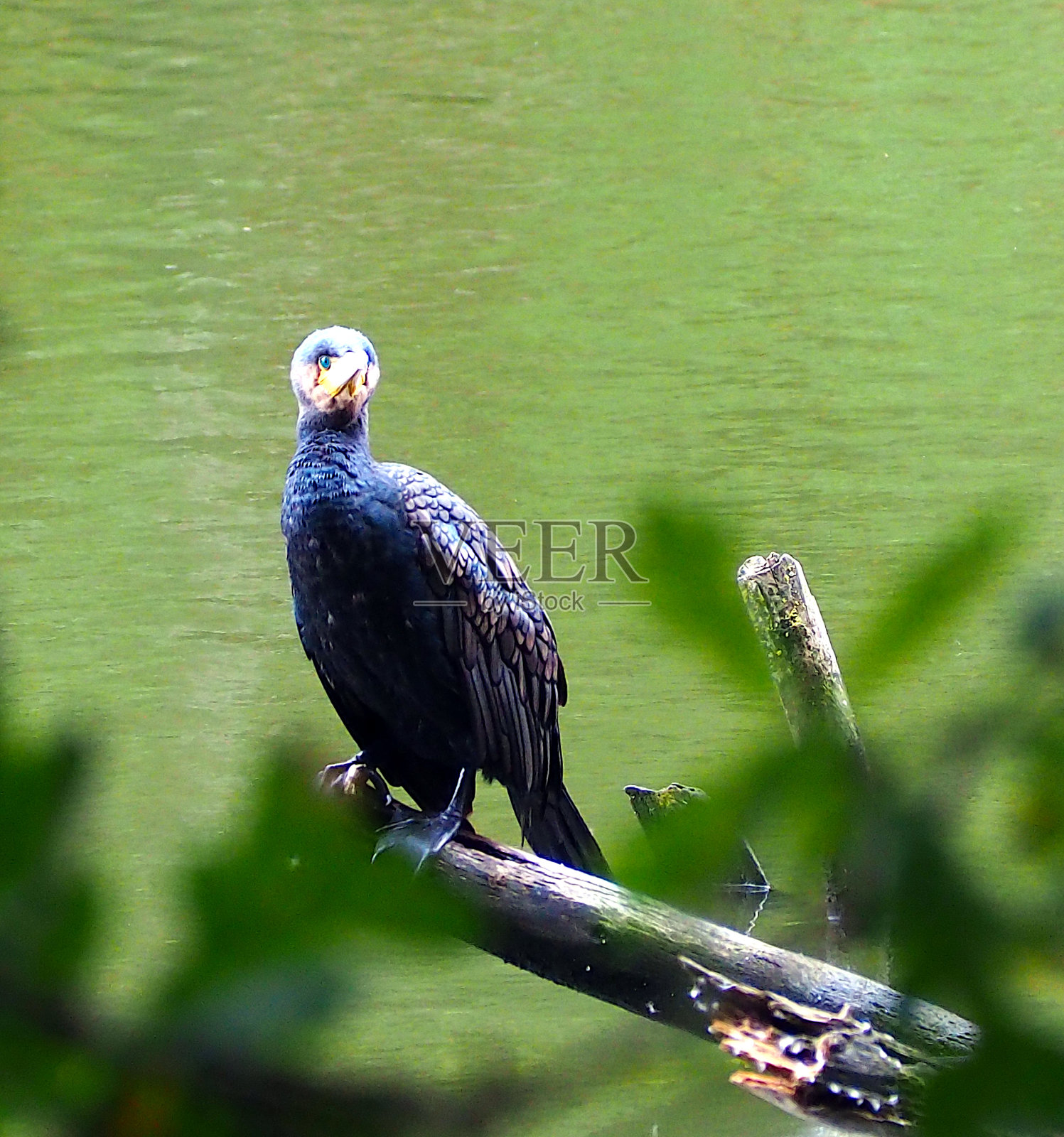 鸬鹚在看你照片摄影图片