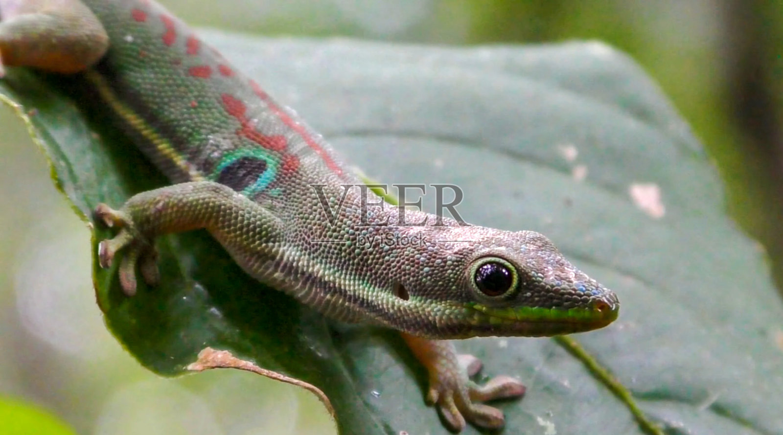 孔雀日壁虎(Phelsuma quadriocellata)照片摄影图片