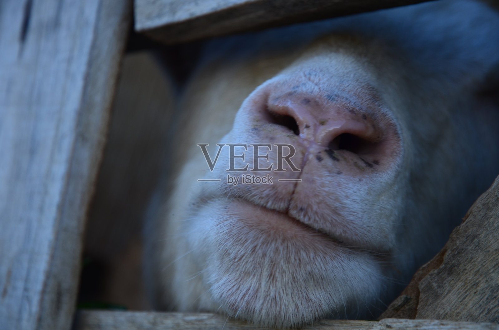 白山羊嘴照片摄影图片