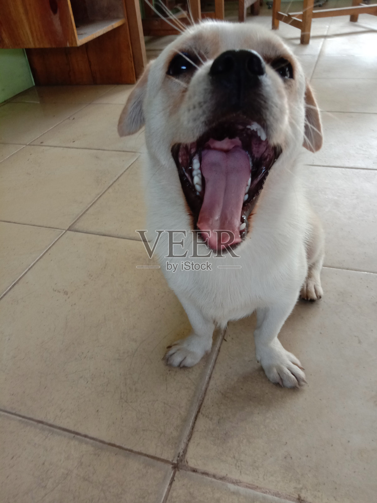 一只快乐的小狗找到了一个朋友一起玩照片摄影图片