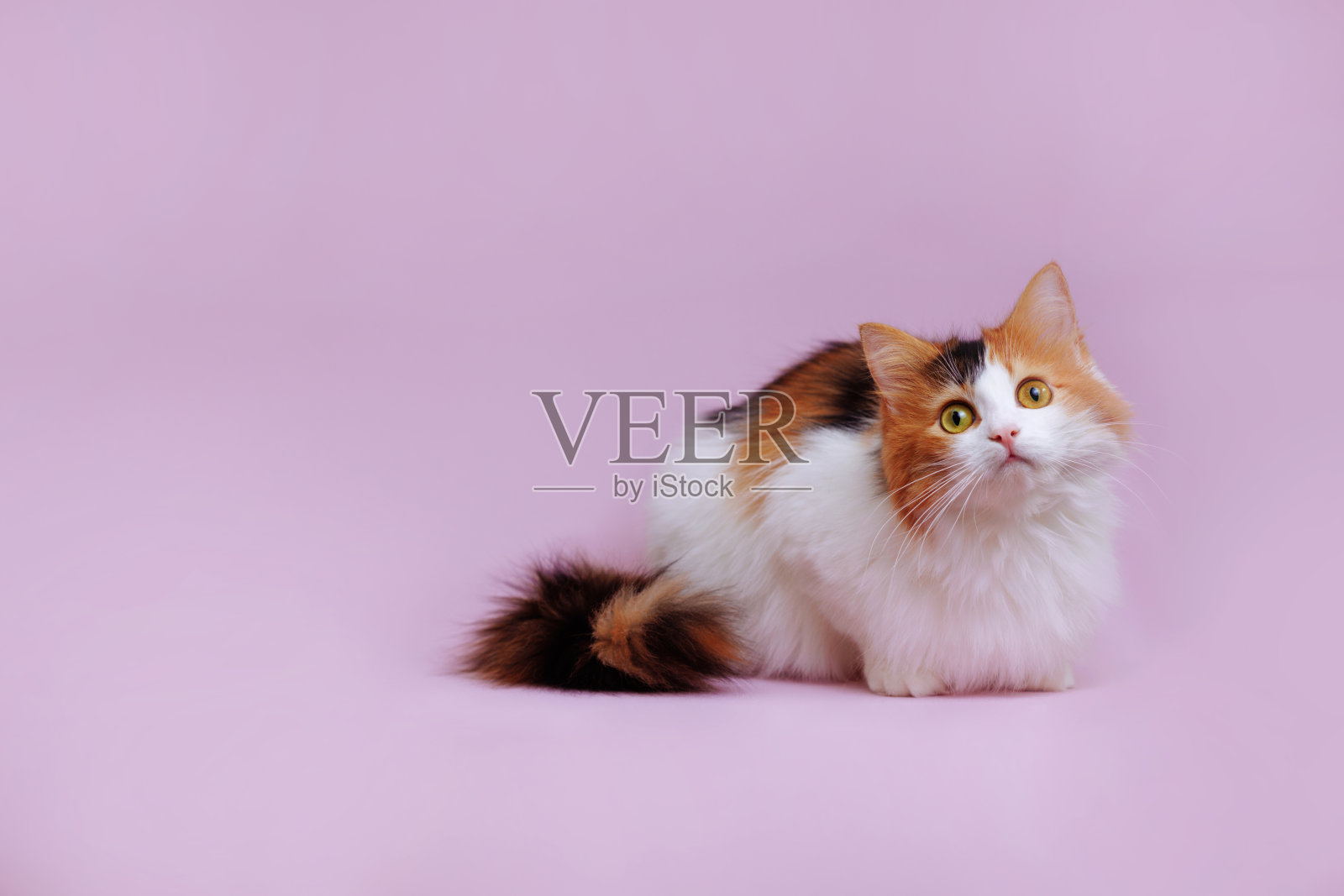 印花布猫躺在工作室里统一的粉红色背景上照片摄影图片