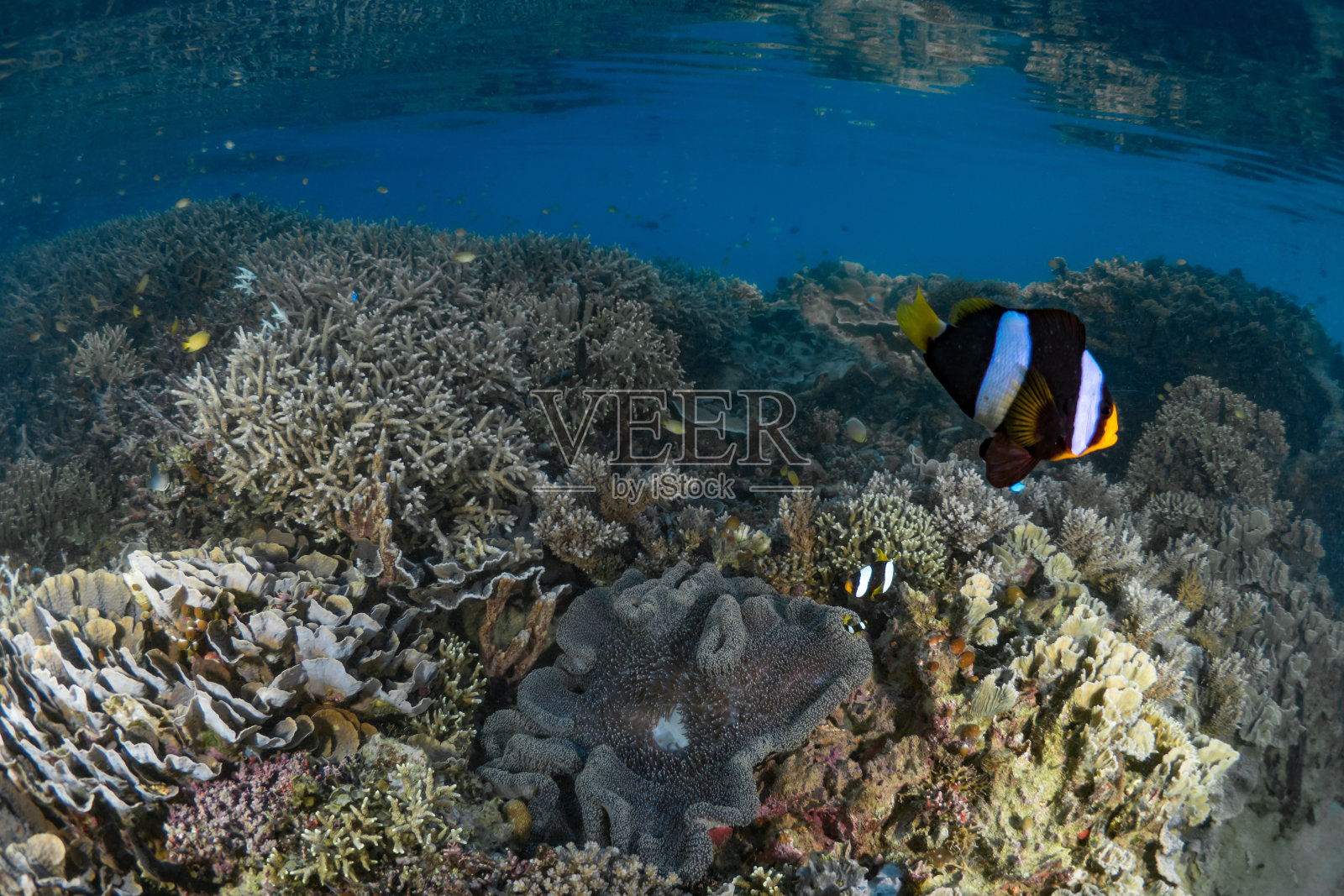 美丽的小丑鱼在珊瑚礁上的海葵前游泳照片摄影图片