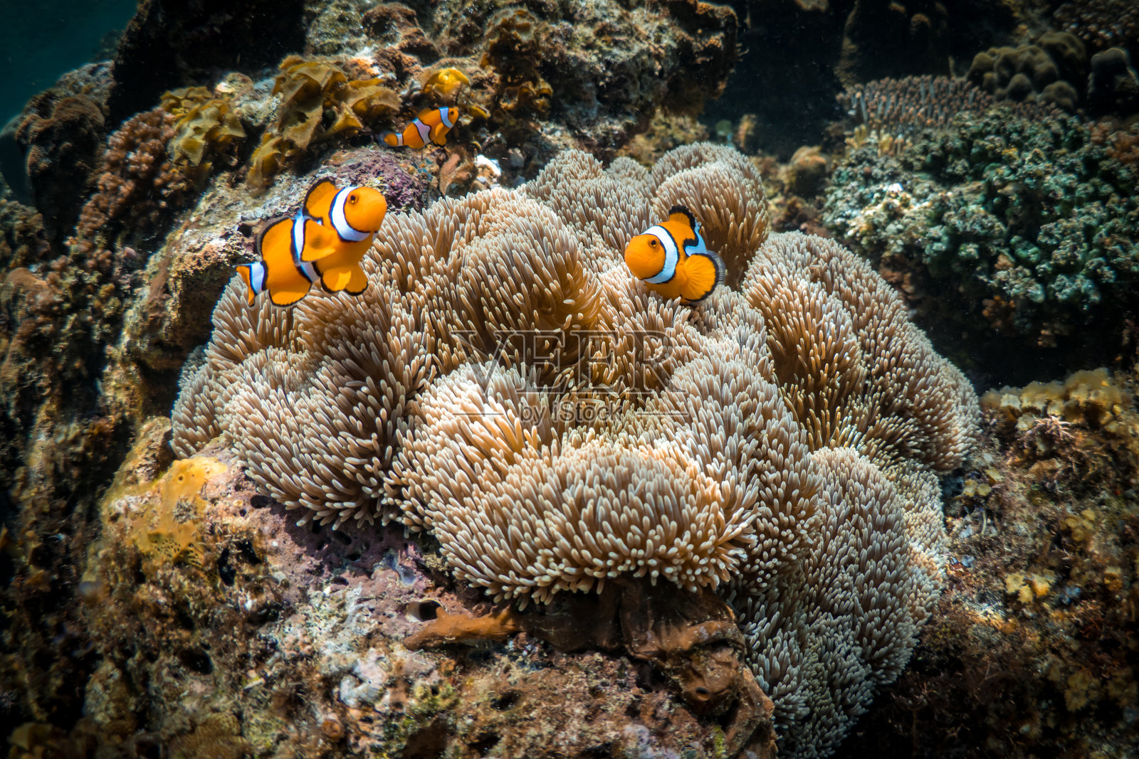 美丽的小丑鱼在珊瑚礁上的海葵前游泳照片摄影图片