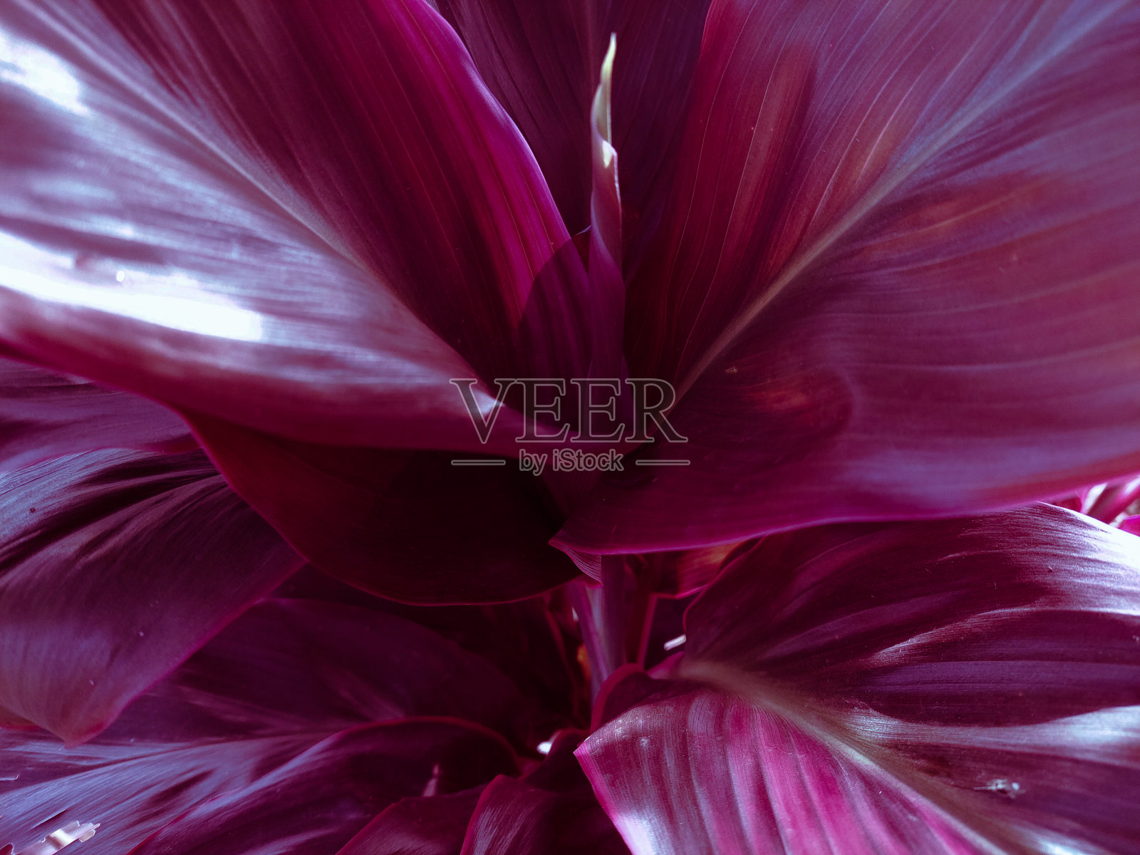 紫堇的红叶照片摄影图片