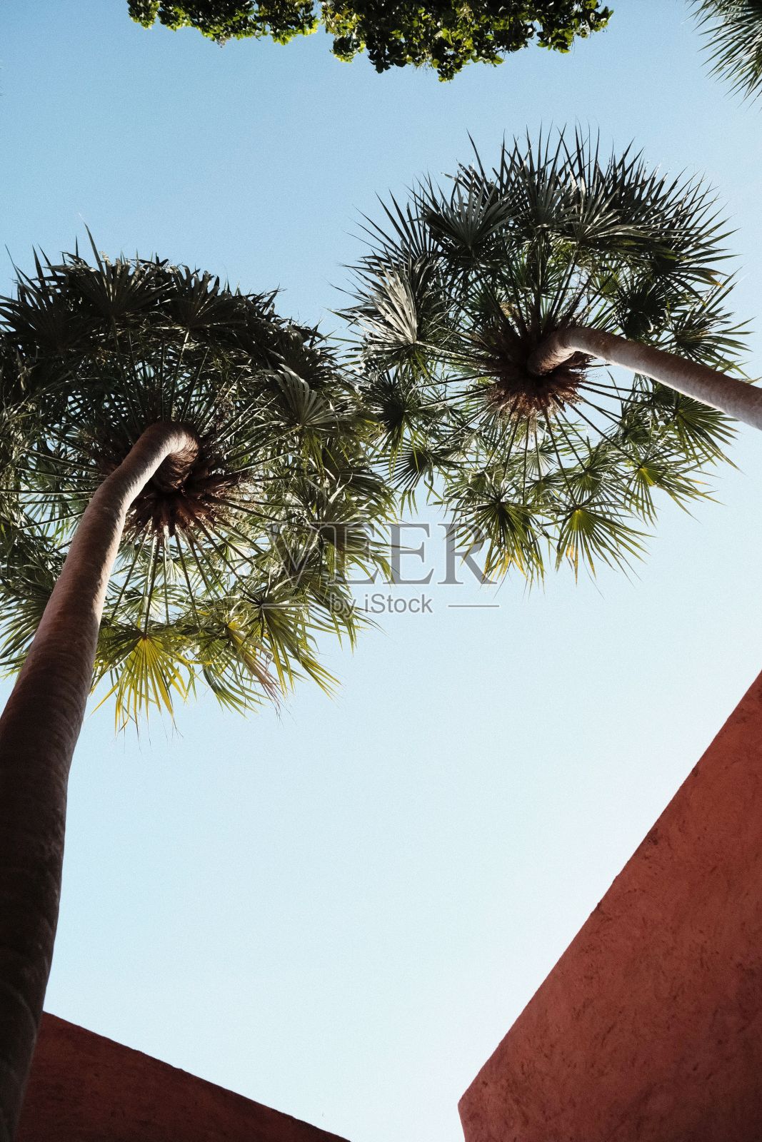 海滩上的棕榈树照片摄影图片