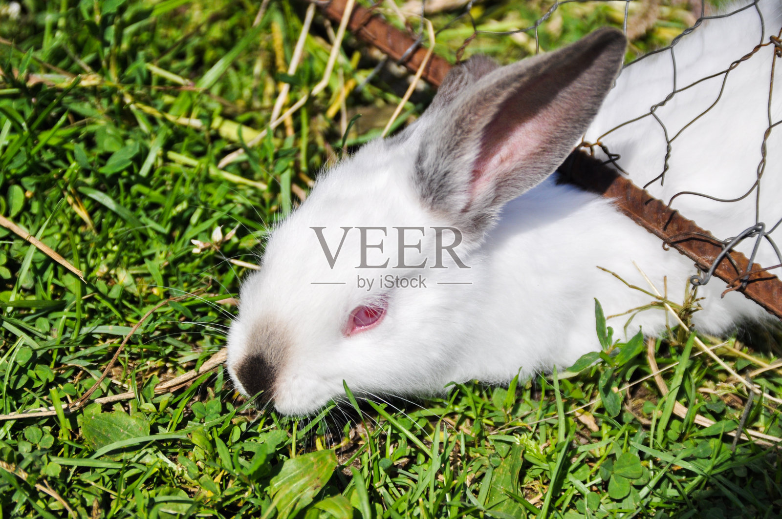 在监狱里，只有一只白色的农场兔子照片摄影图片