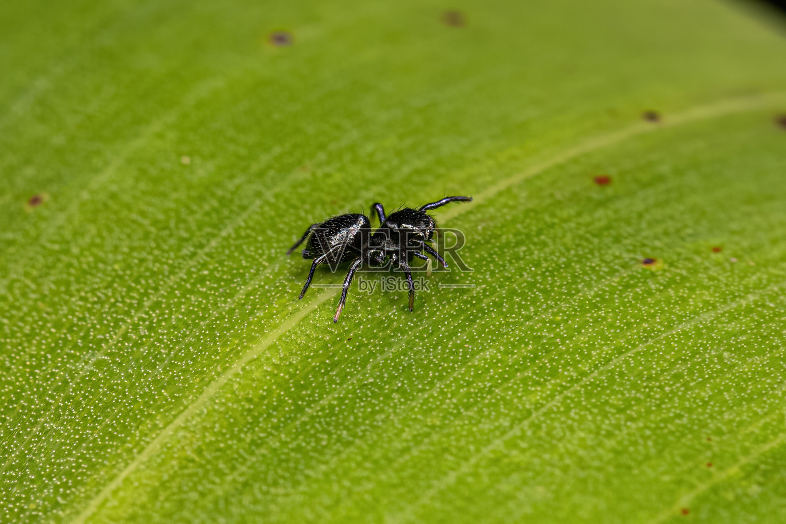 小跳蛛照片摄影图片