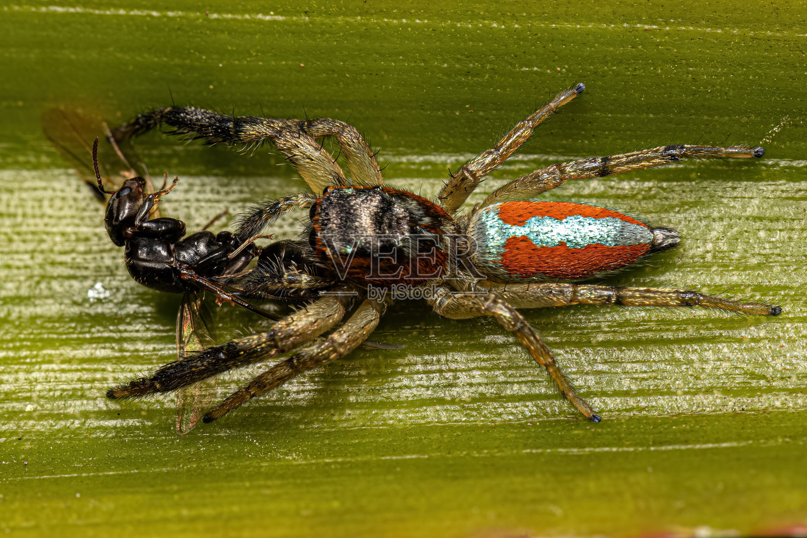 跳蛛动物照片摄影图片