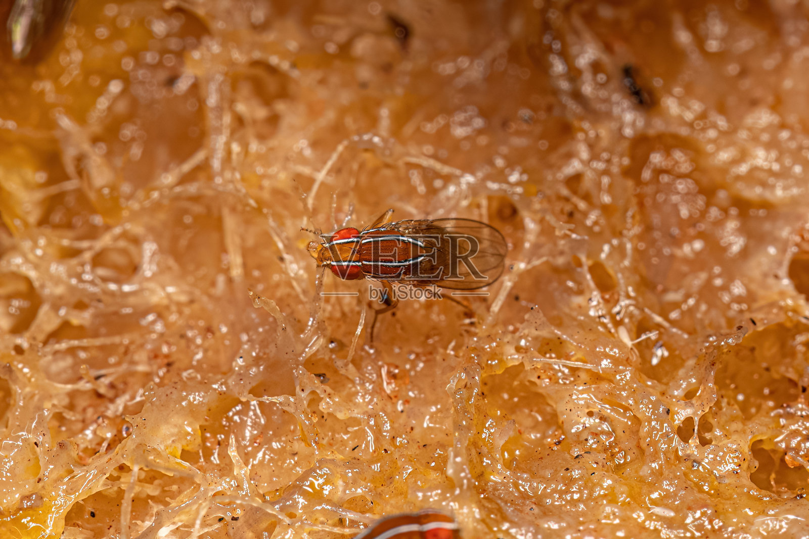 成年非洲无花果蝇照片摄影图片