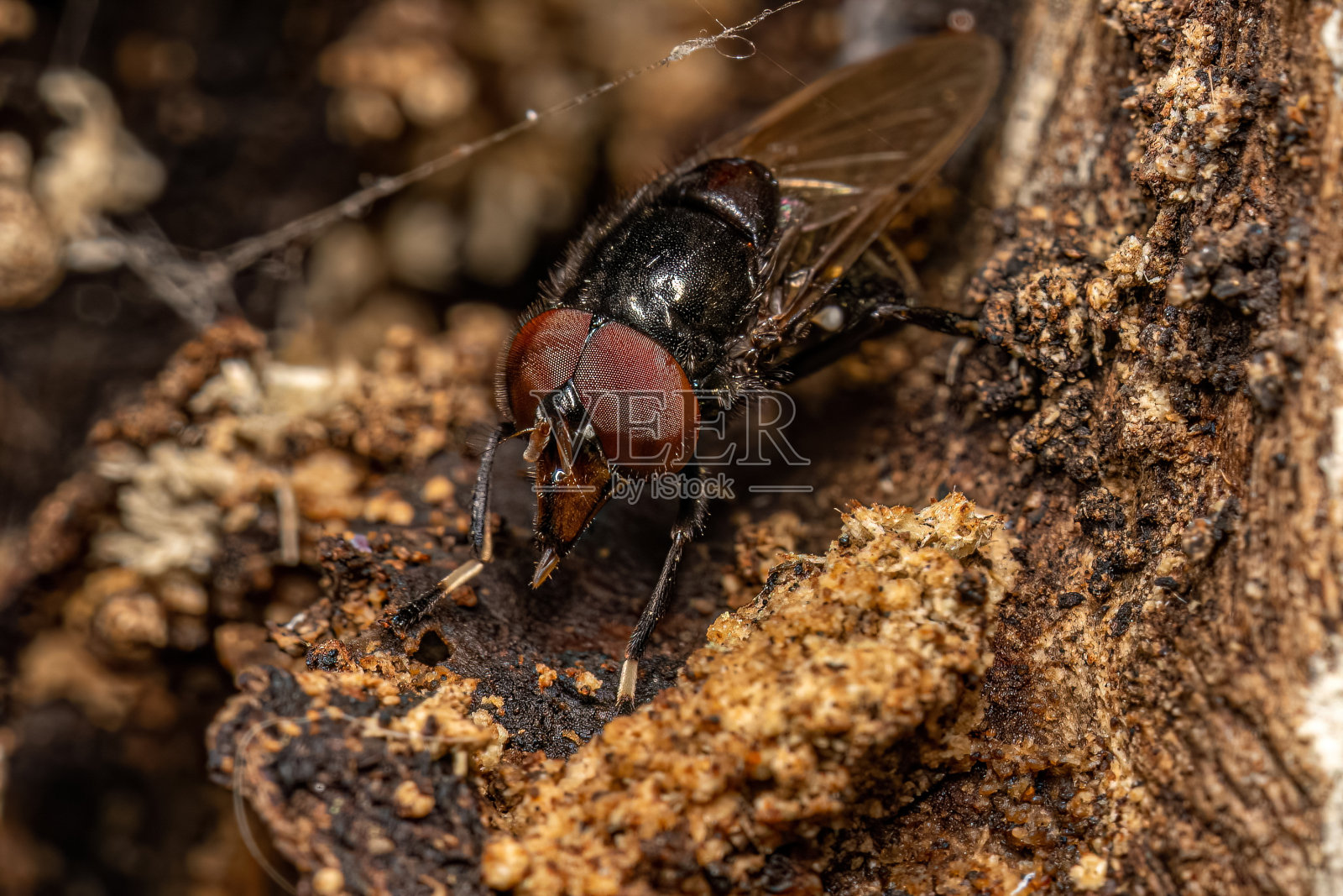 成人盘旋飞行照片摄影图片