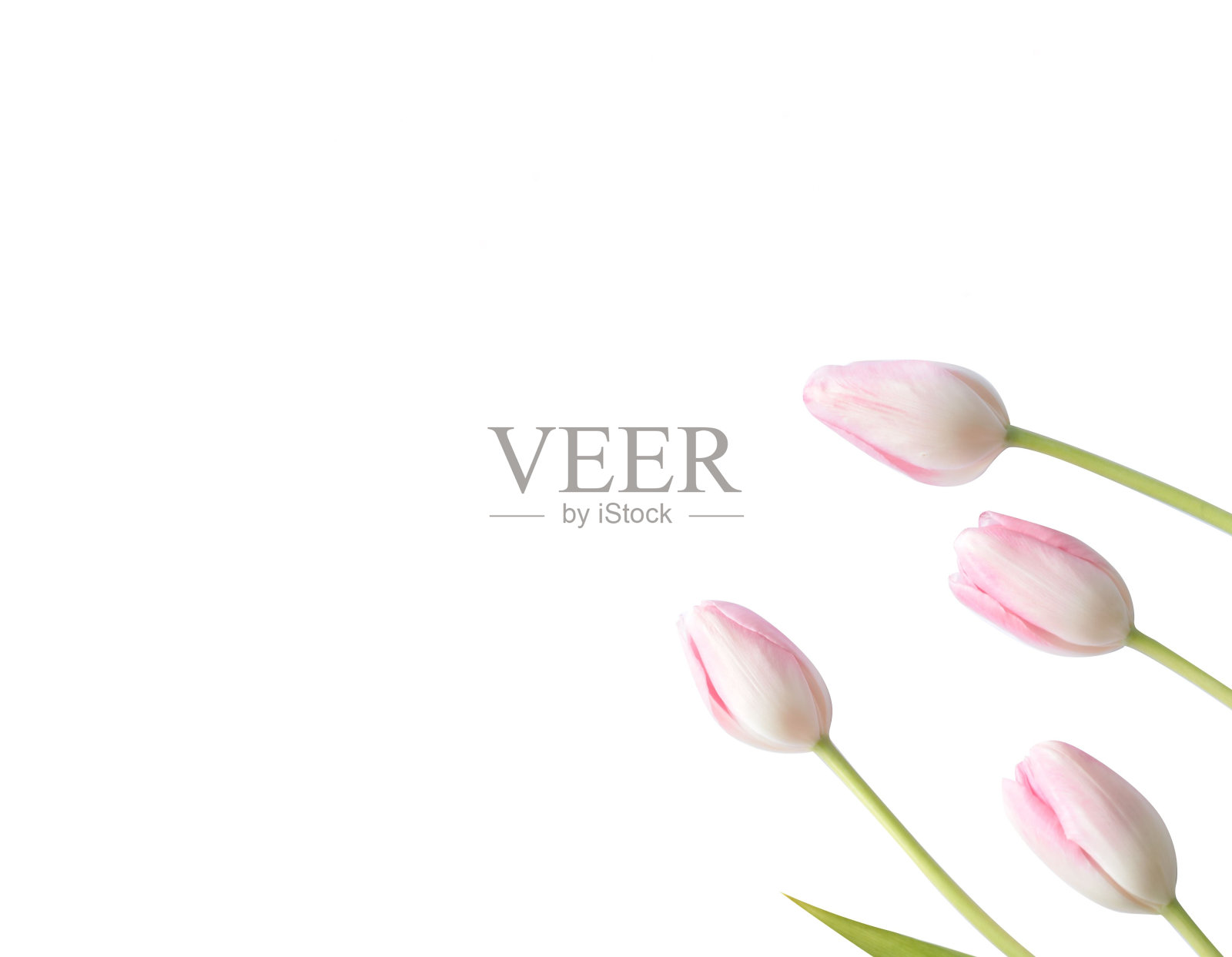 白色背景上的粉色郁金香照片摄影图片