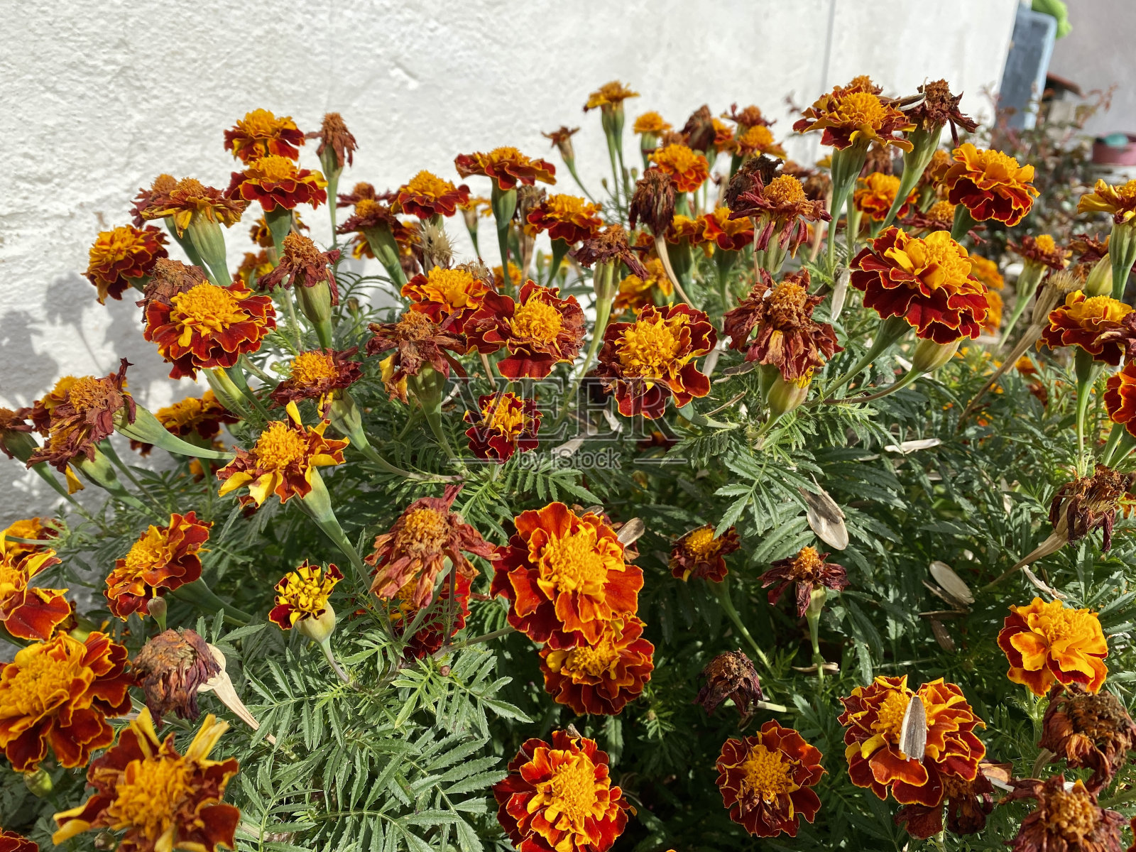 家里的花在黑锅里，康乃馨花照片摄影图片
