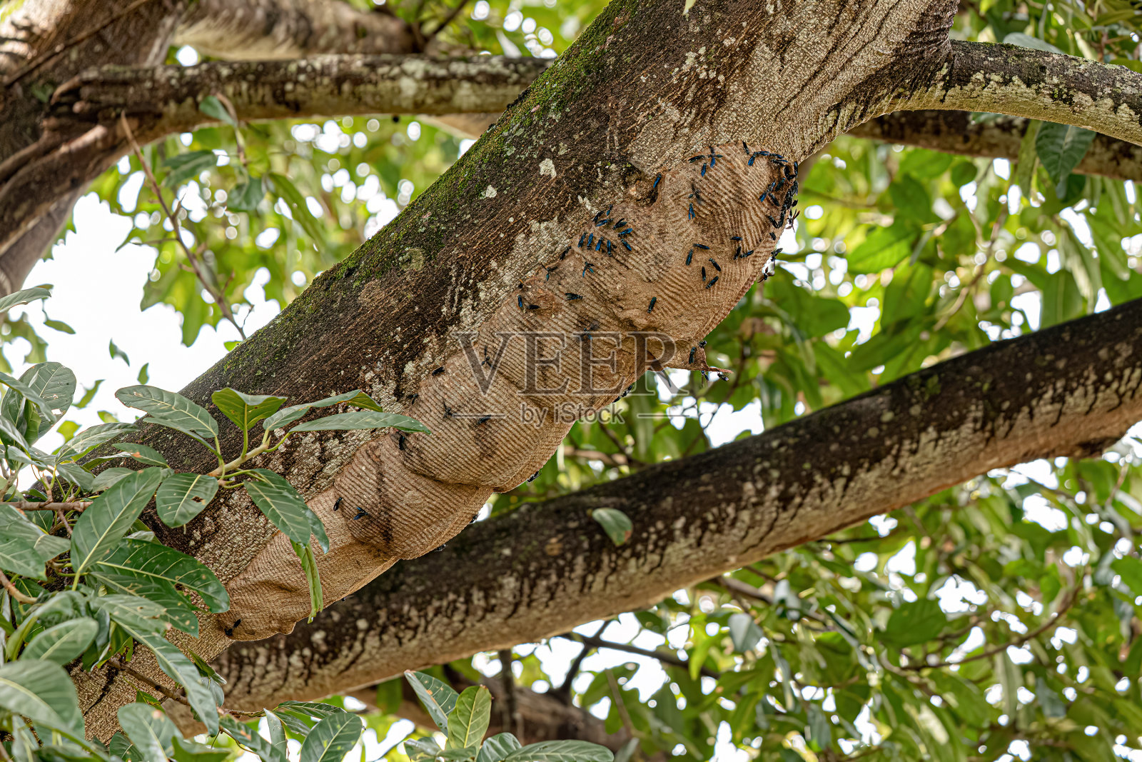 战士黄蜂巢照片摄影图片