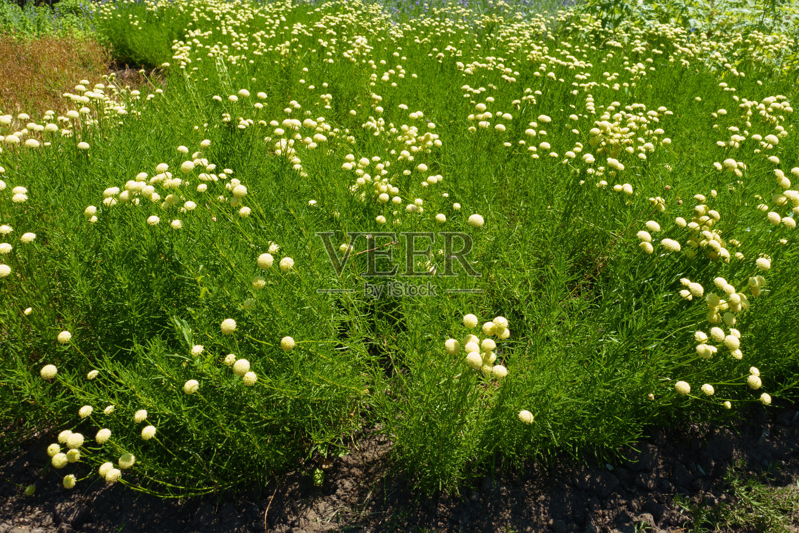 六月，桑托利纳青翠花盛开照片摄影图片