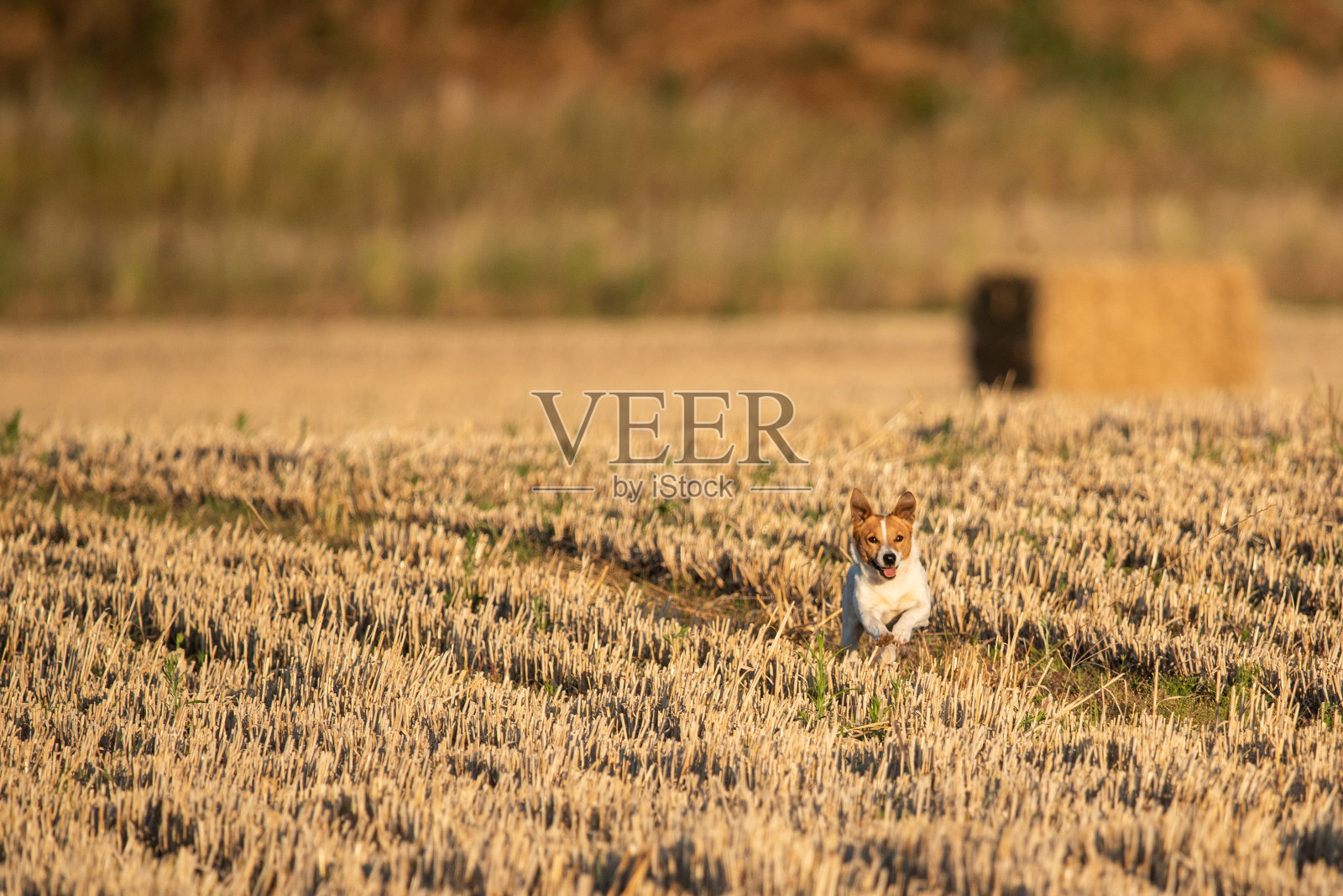 杰克罗素梗在野外照片摄影图片