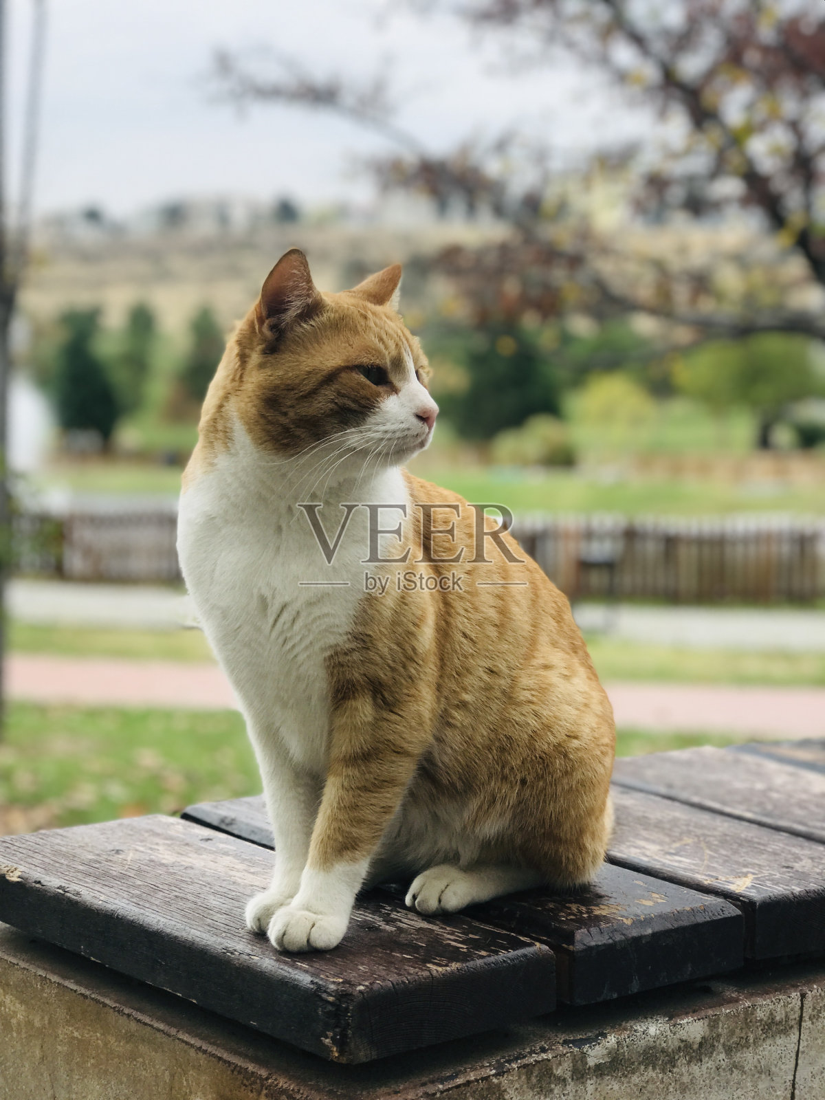 猫照片摄影图片