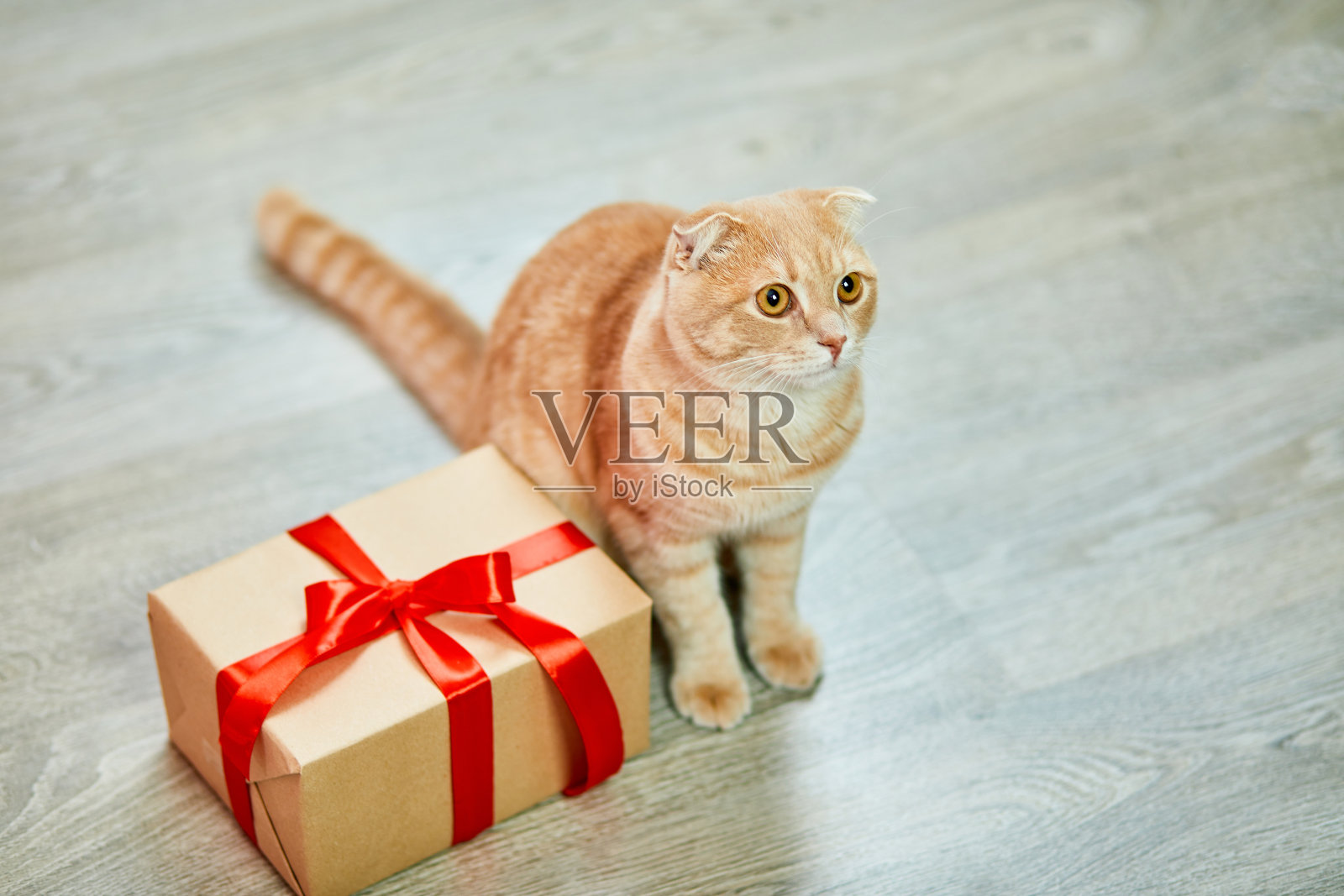 苏格兰折姜雍猫带礼盒在家，顽皮的小猫，有趣，爱家养宠物，圣诞节照片摄影图片